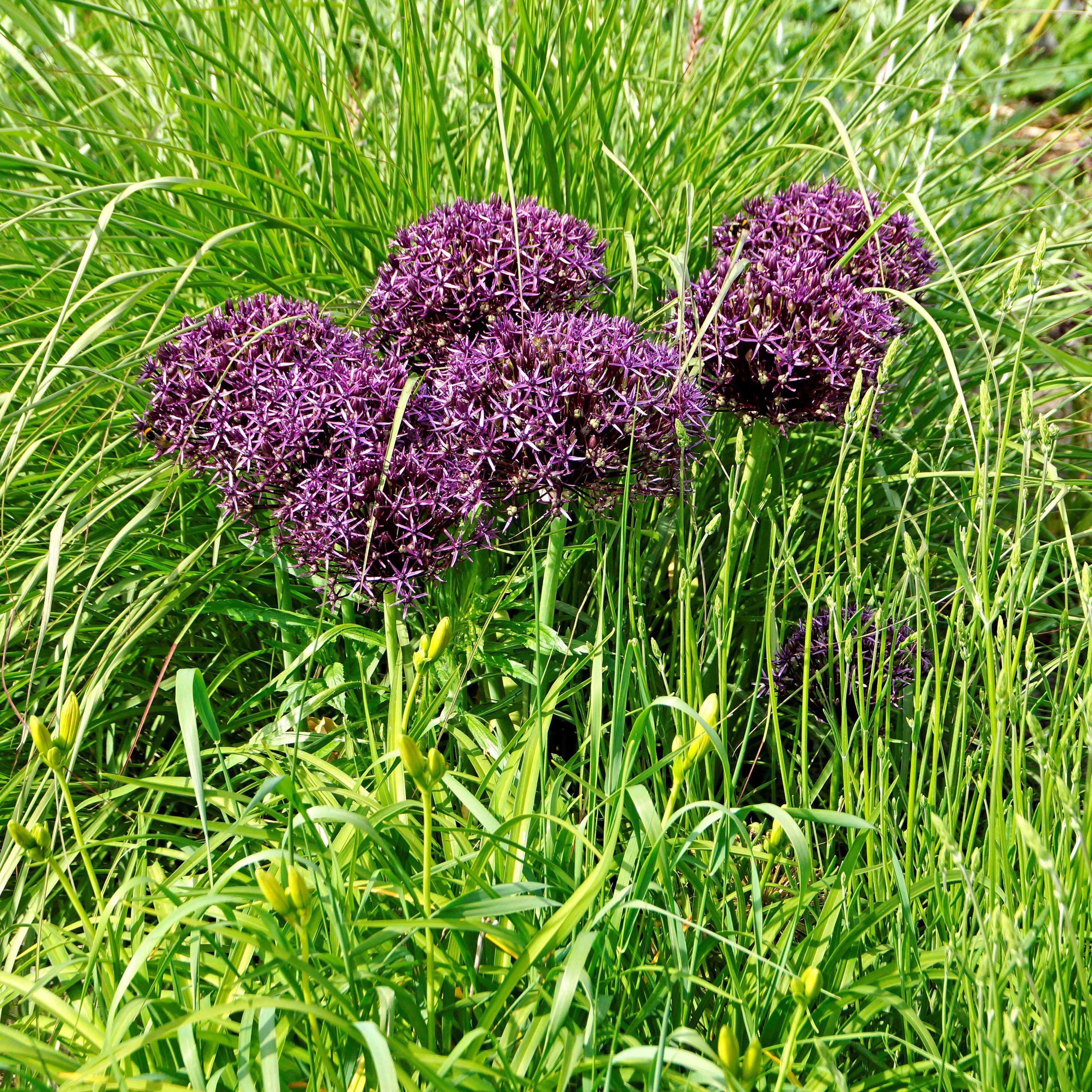 Allium - Christophii Star of Persia