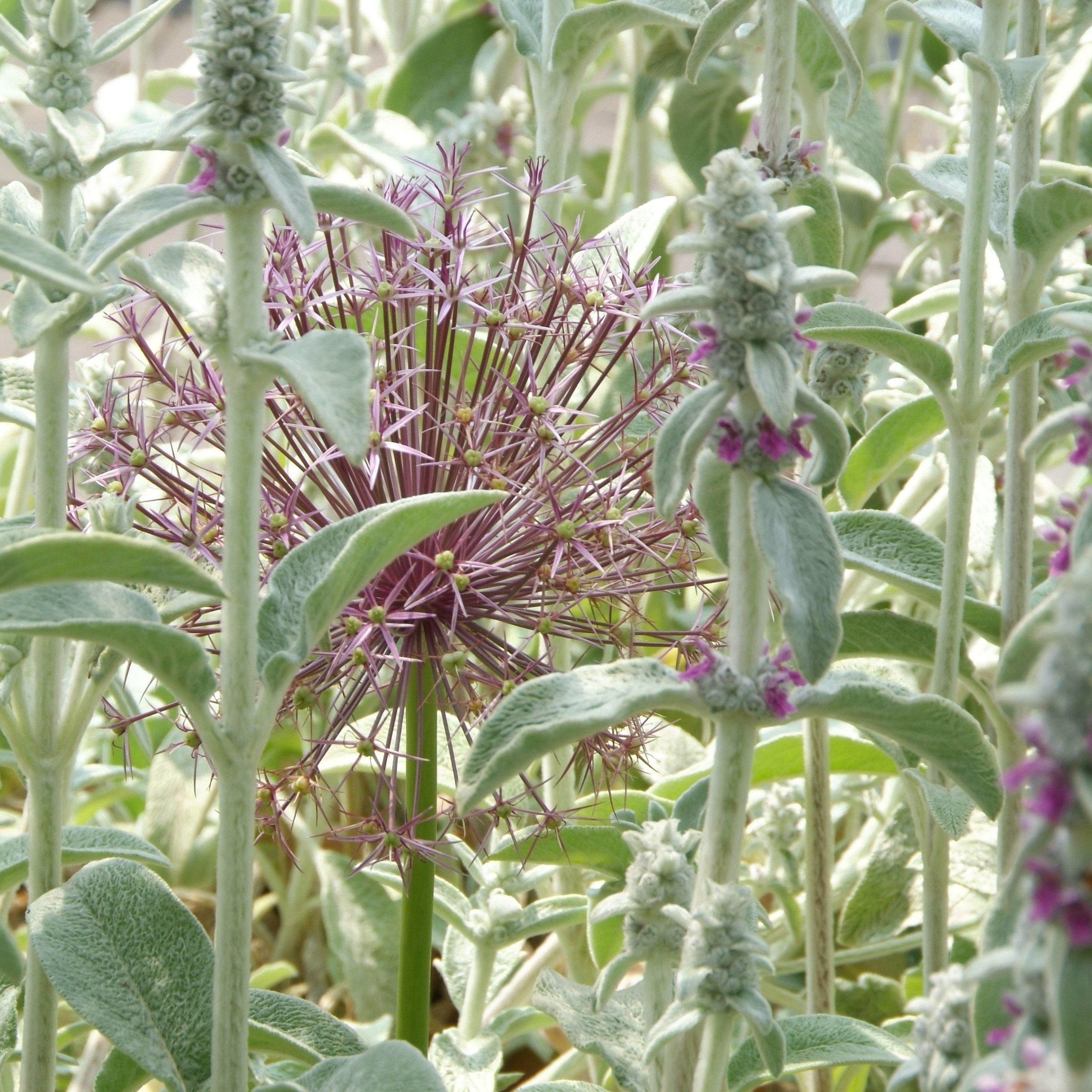 Allium - Christophii Star of Persia