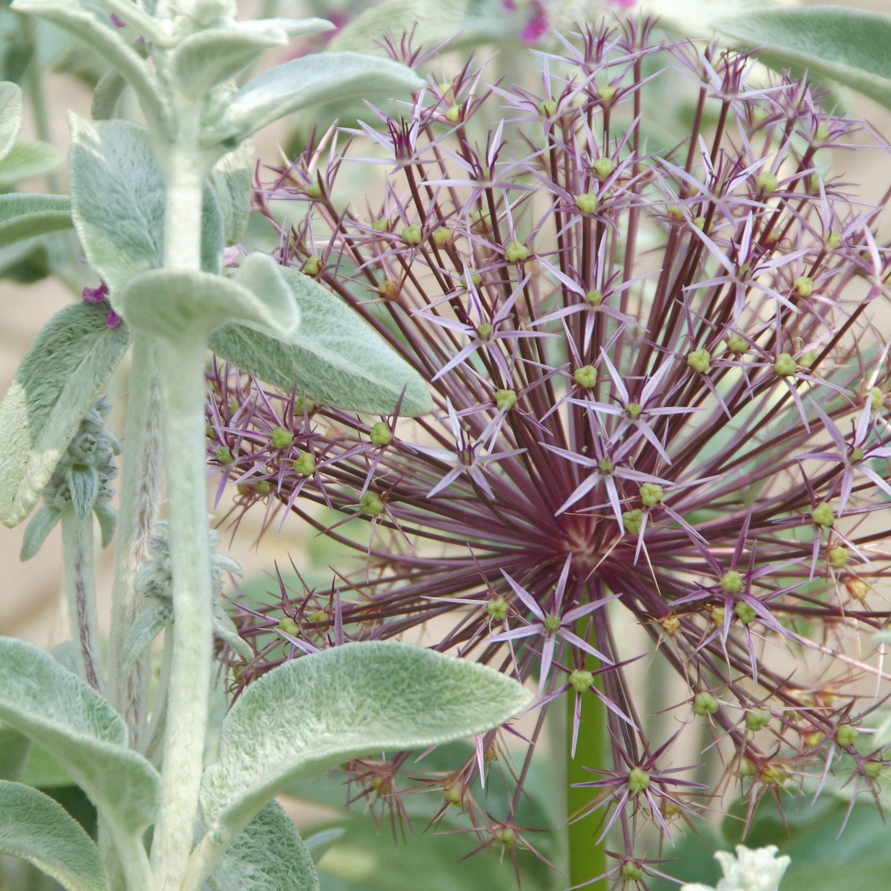 Allium - Christophii Star of Persia