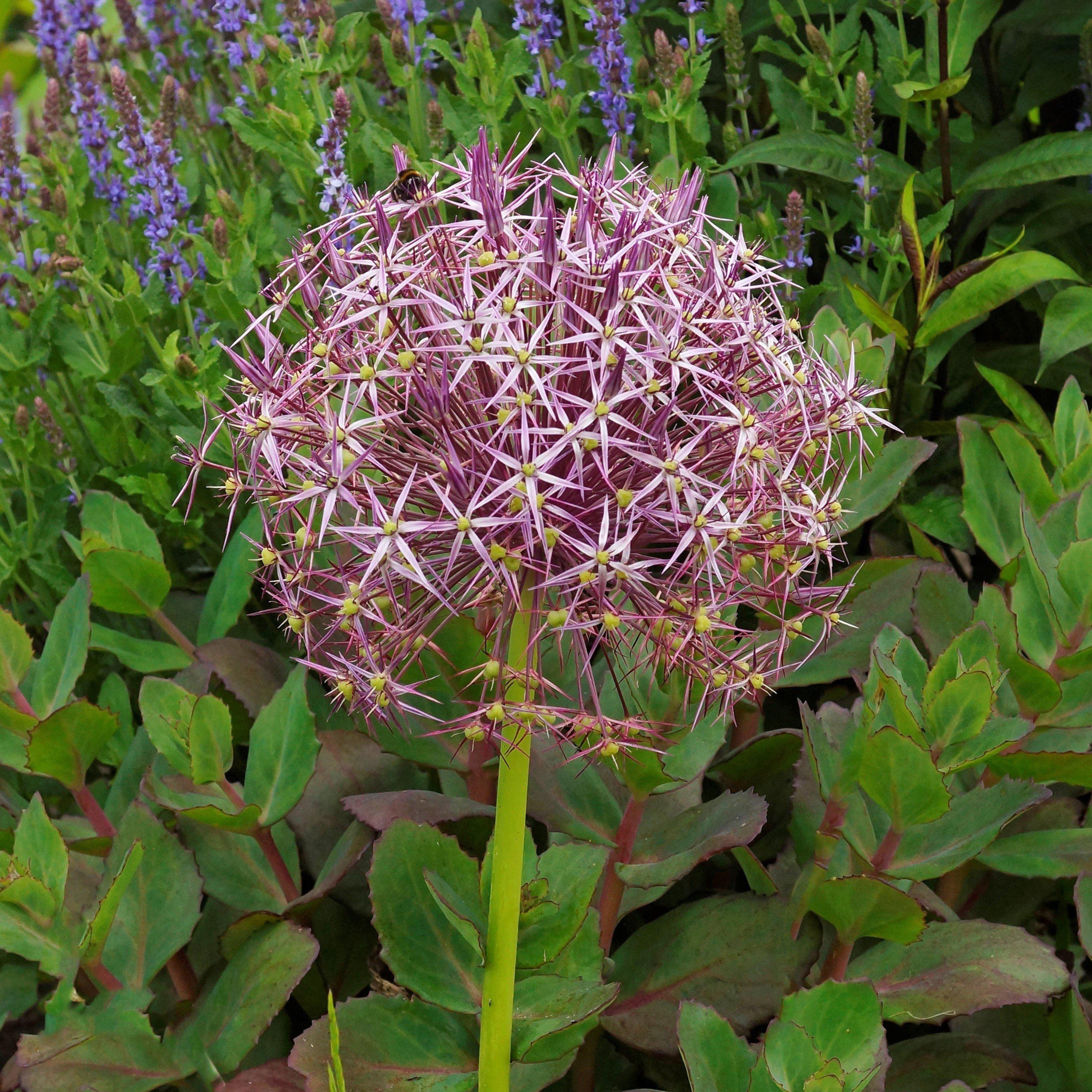Allium - Christophii Star of Persia
