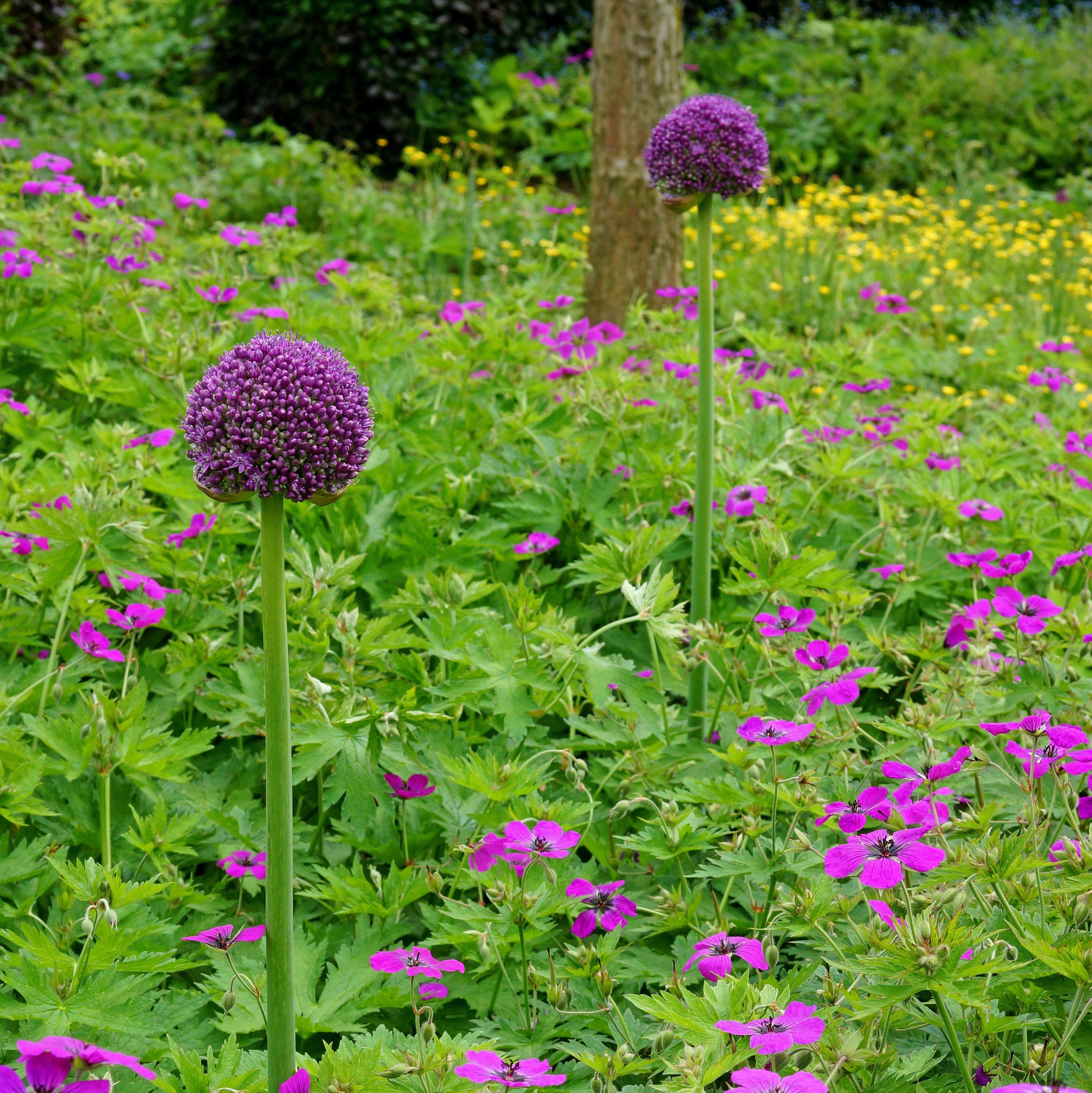 Allium - Giganteum