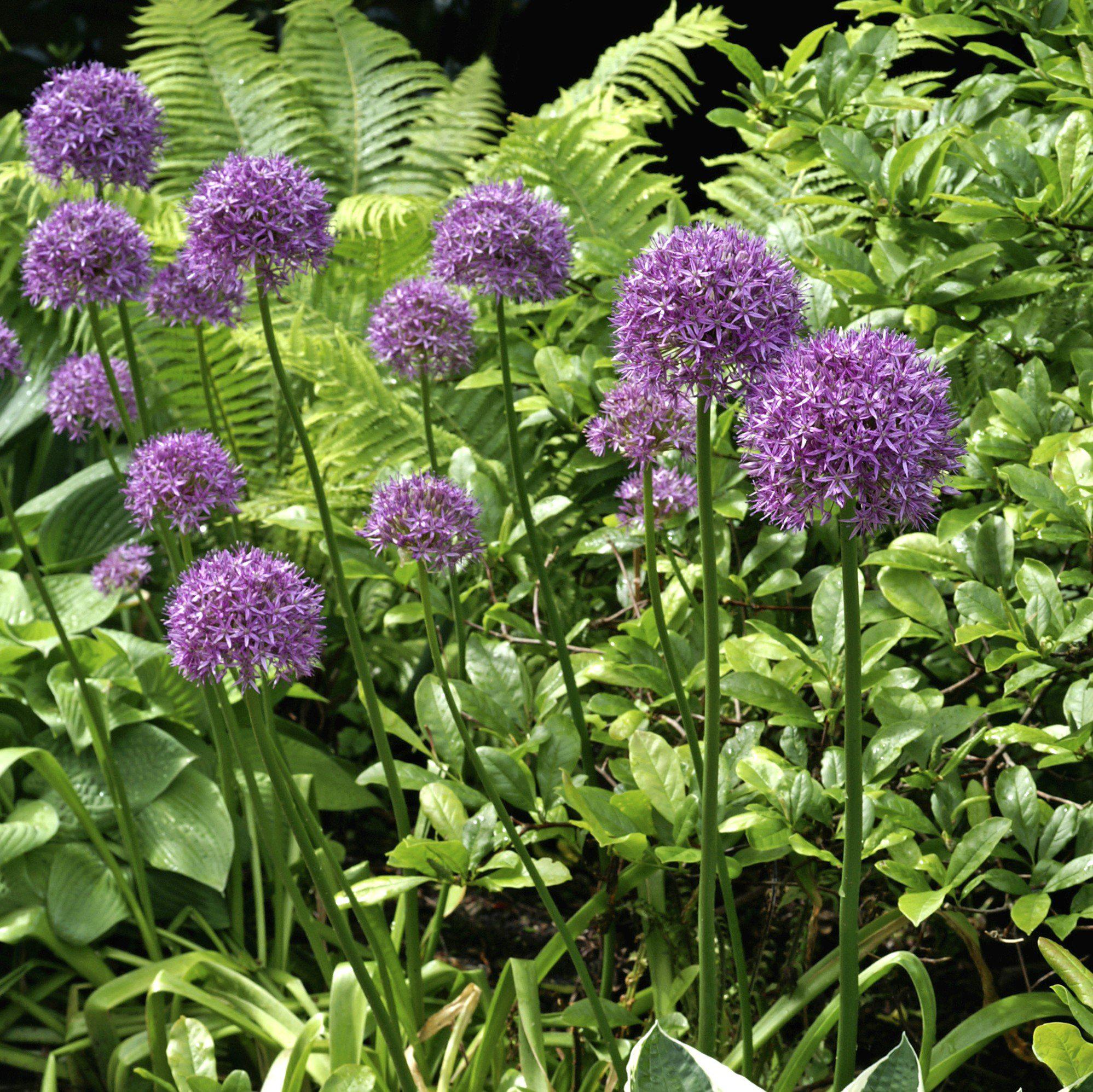 Allium - Giganteum