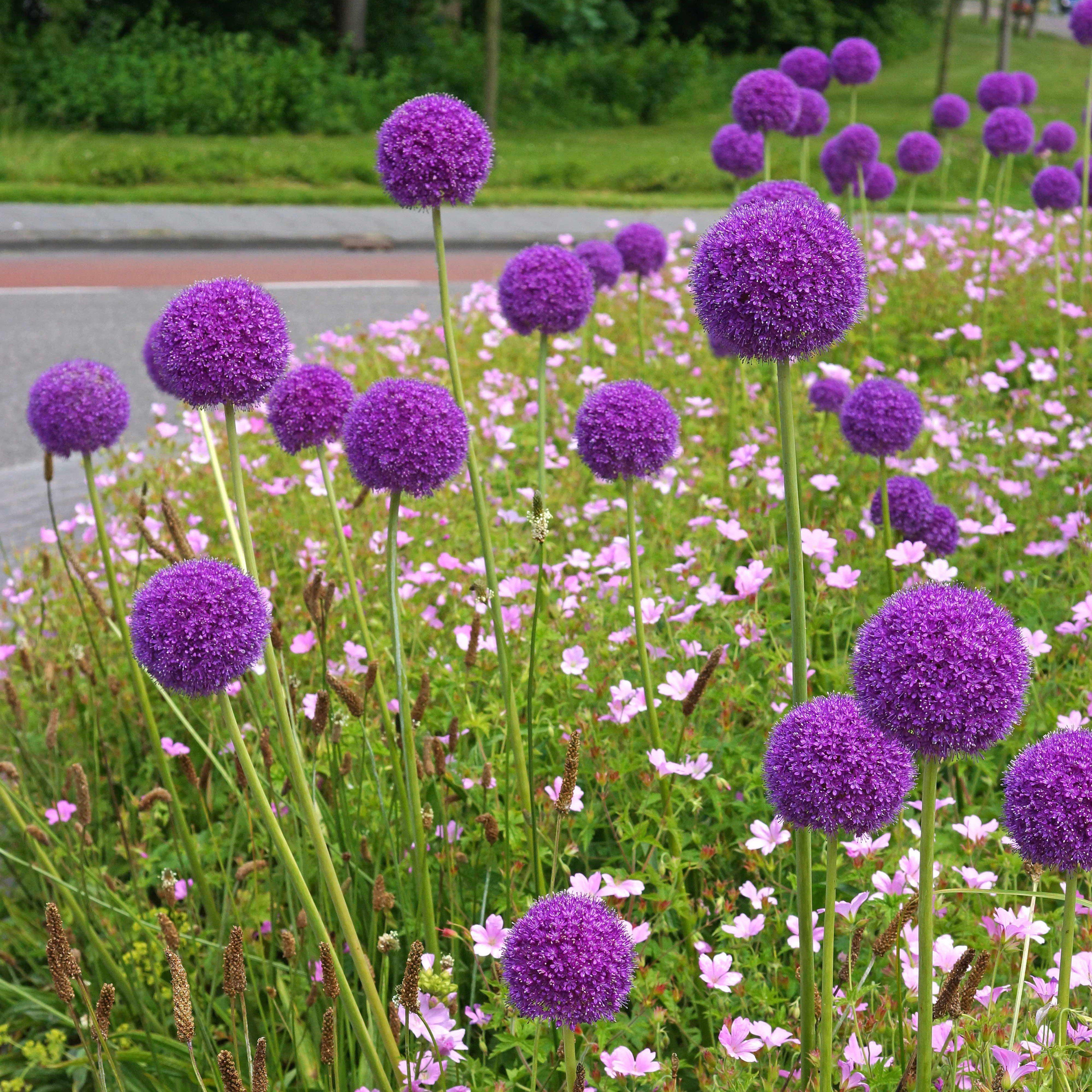 Allium - Giganteum