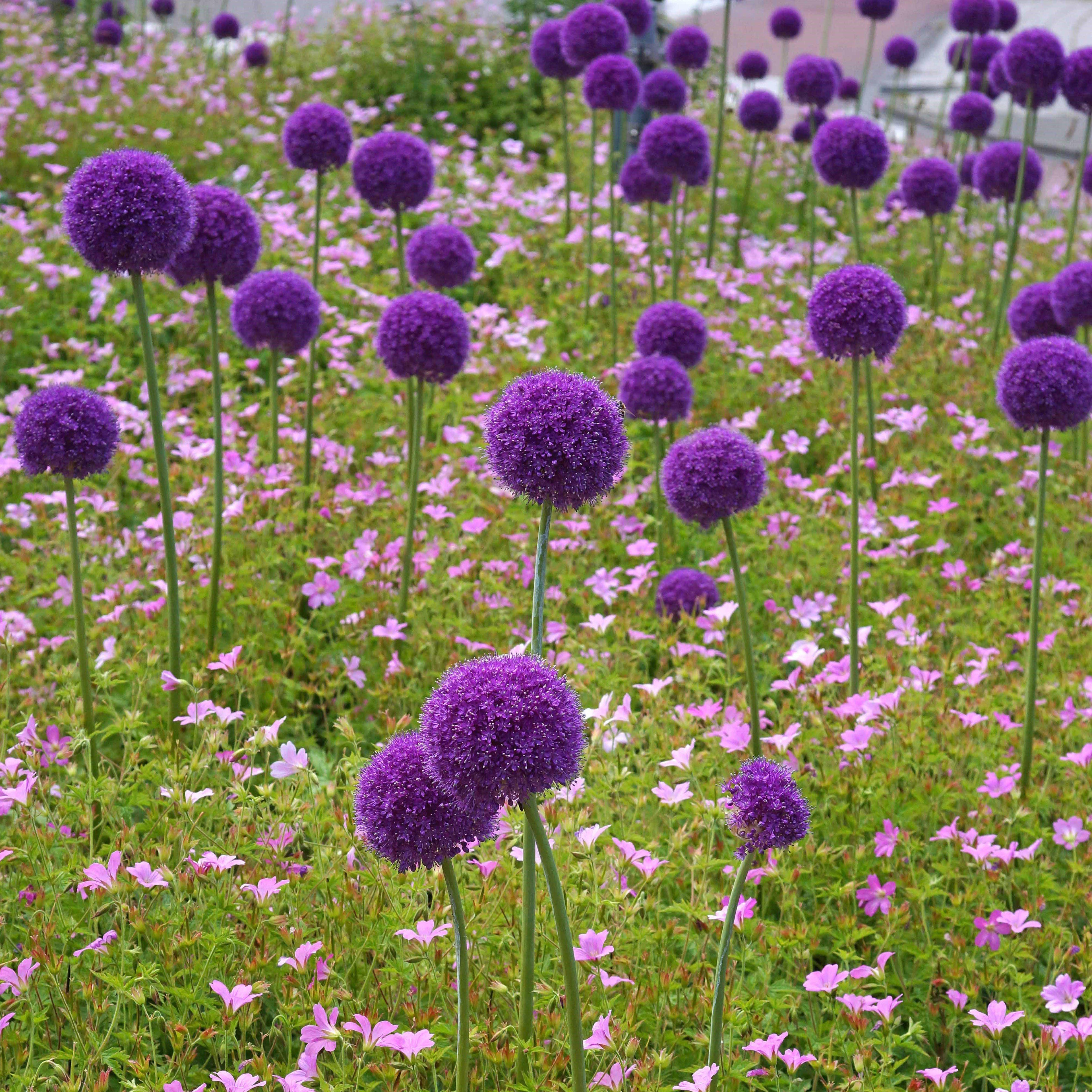Allium - Giganteum