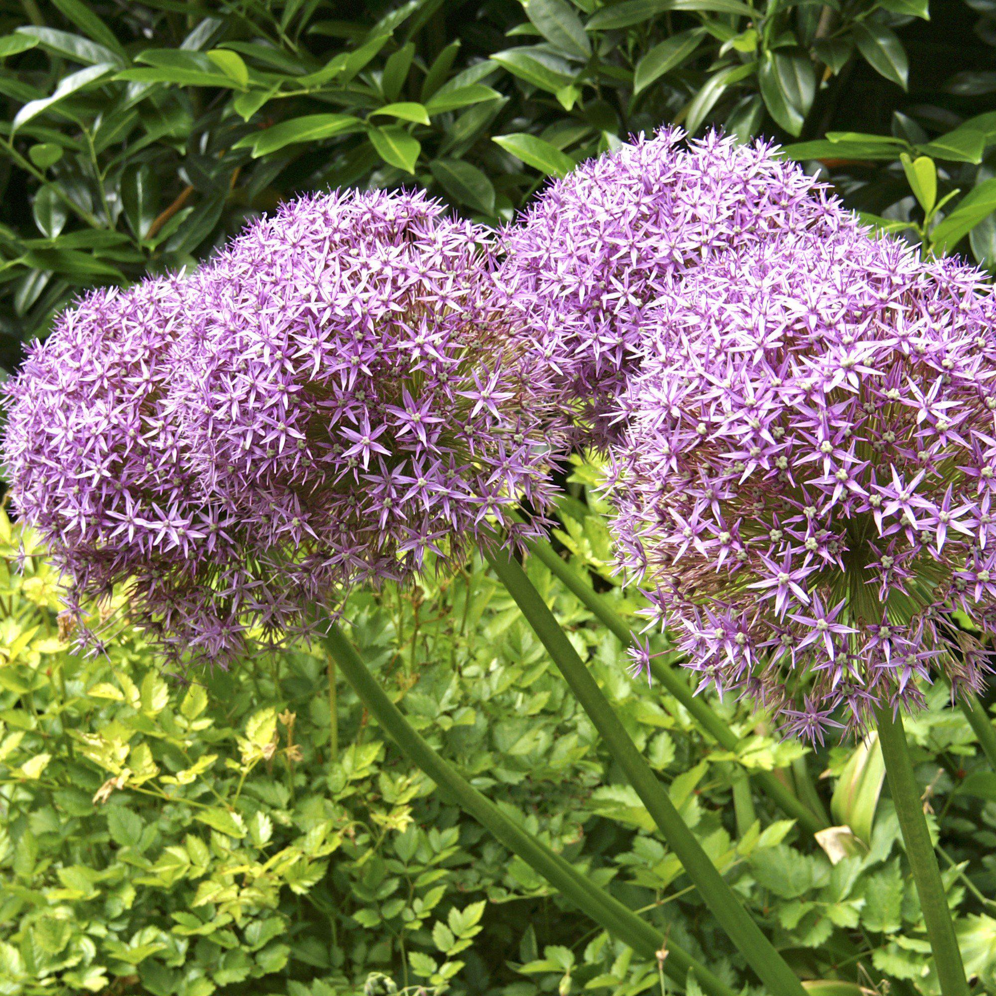 Allium - Globemaster