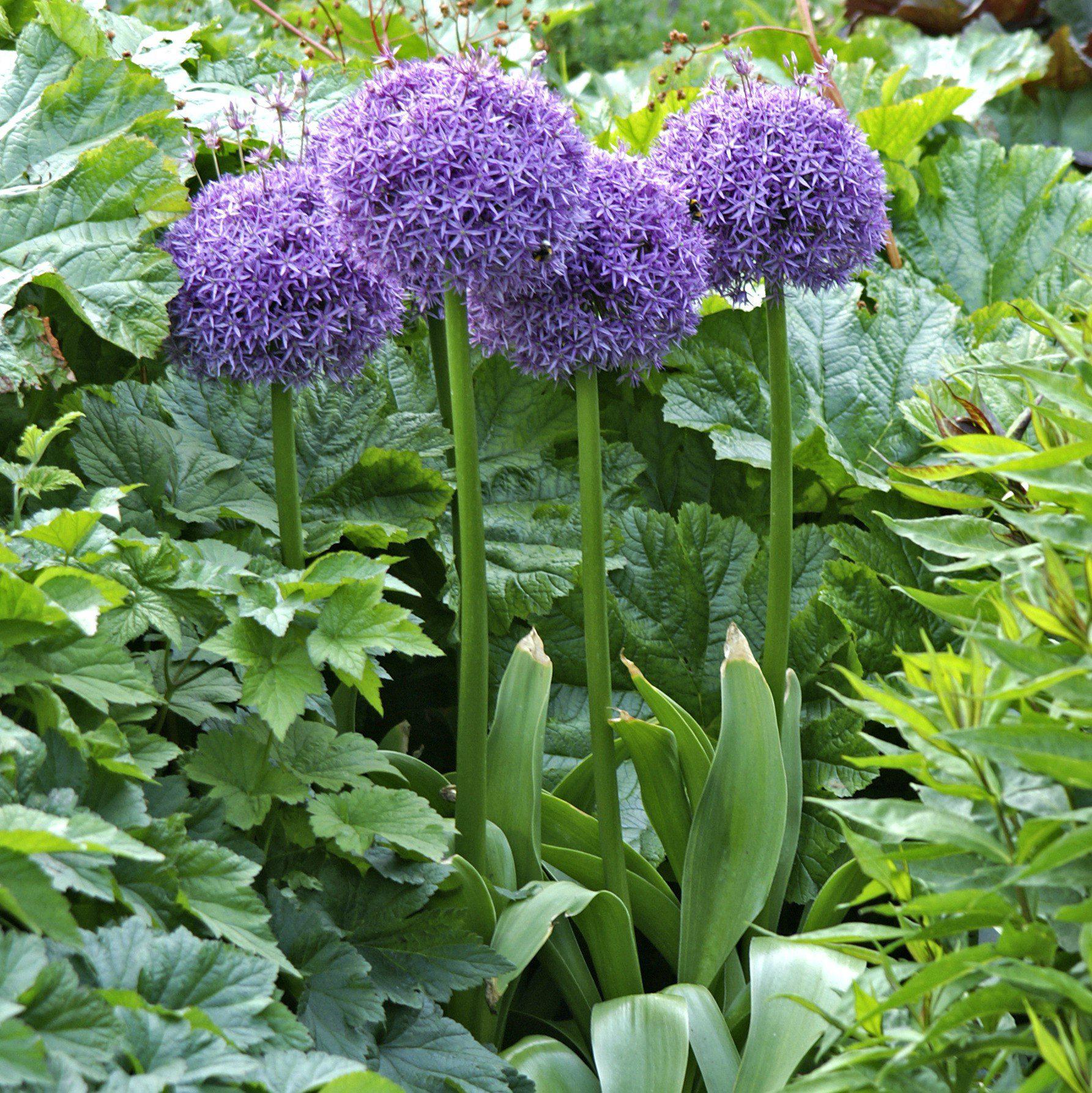 Allium - Globemaster
