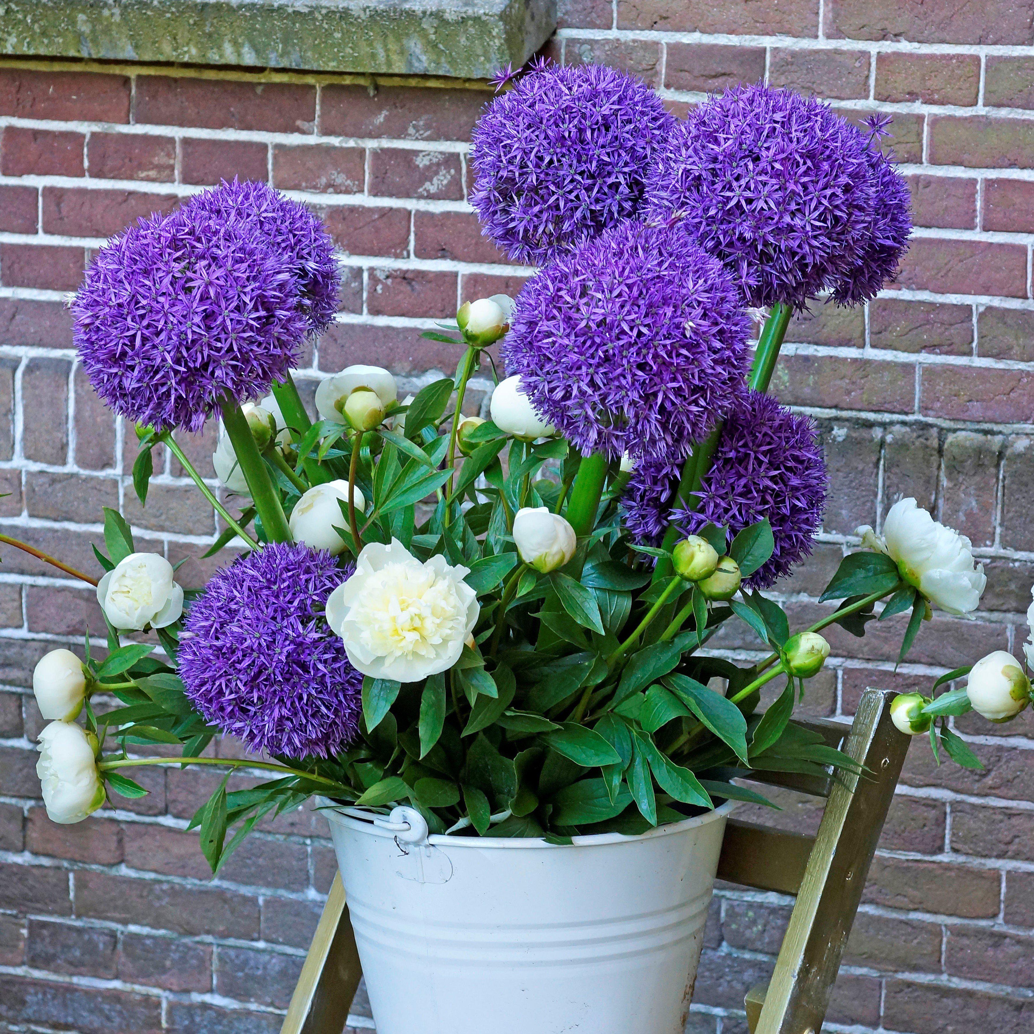 Allium - Globemaster