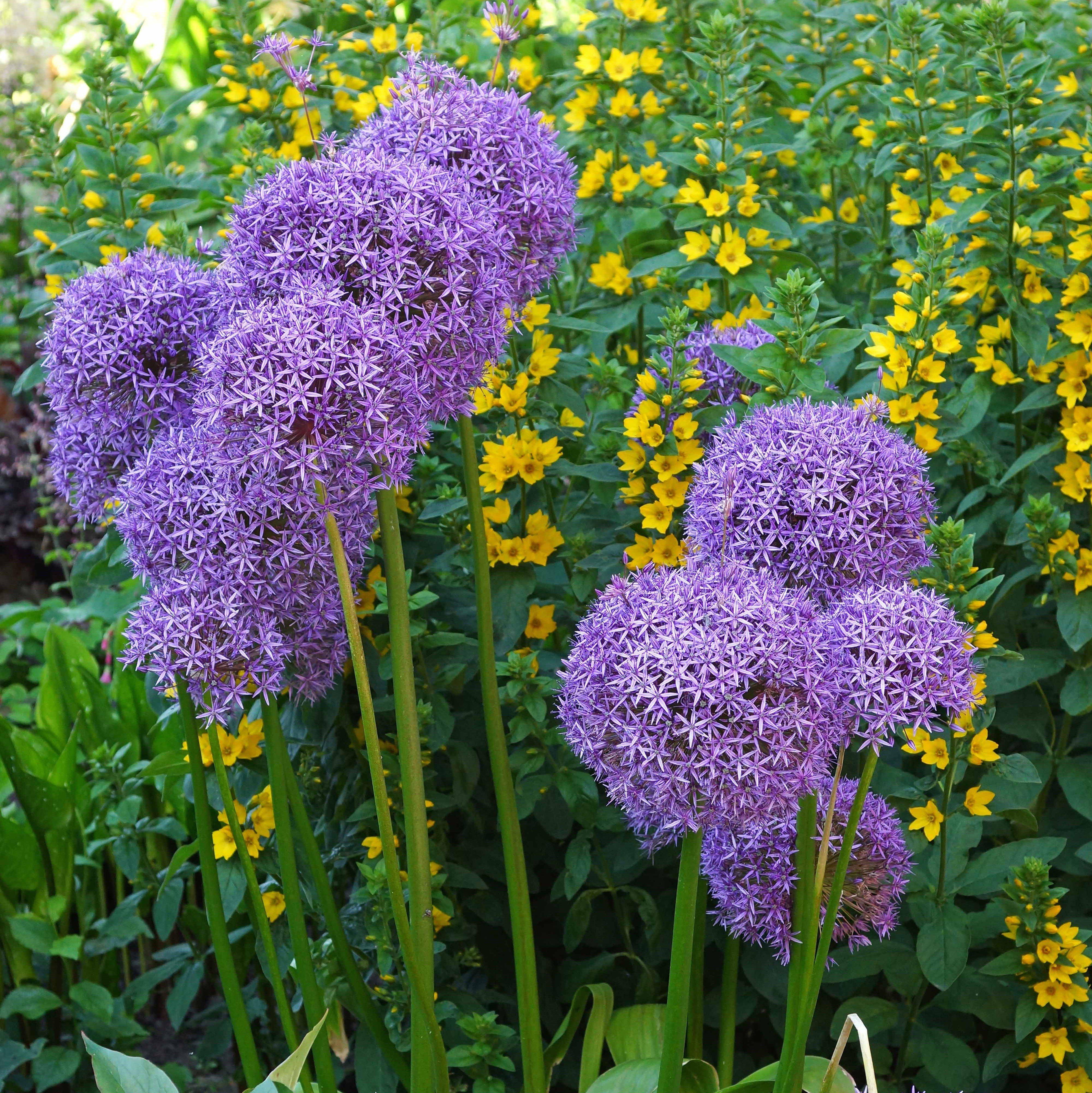 Allium - Globemaster