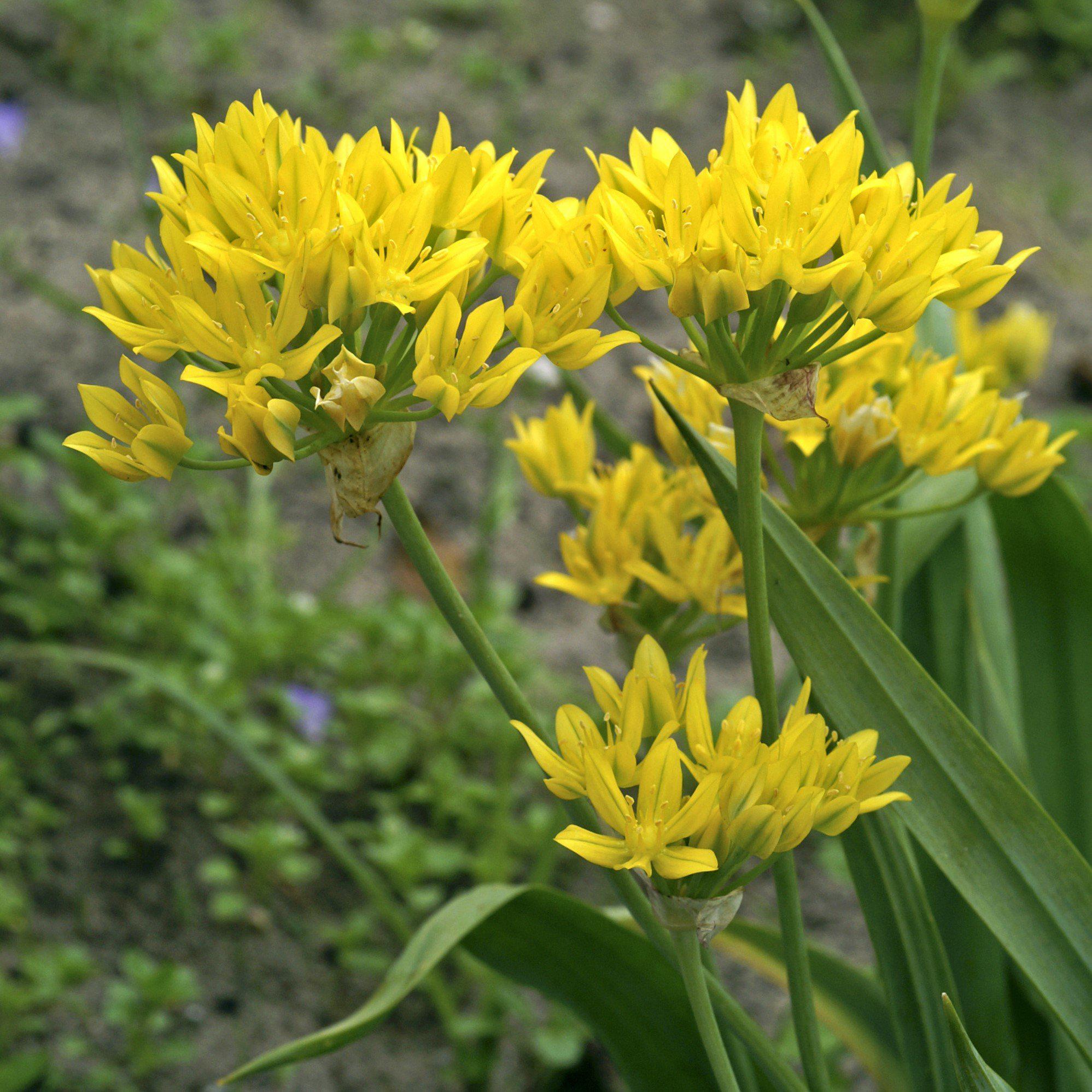 Allium - Moly Golden Garlic