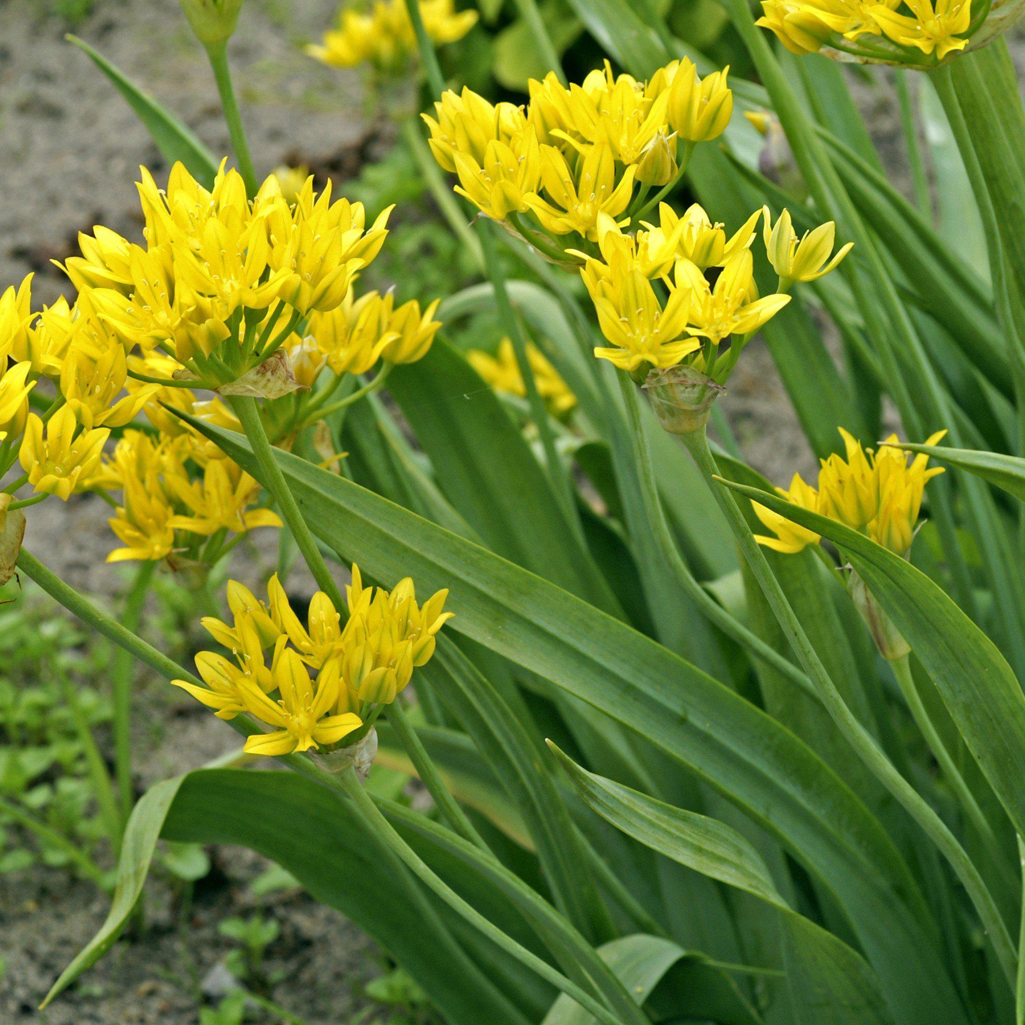 Allium - Moly Golden Garlic