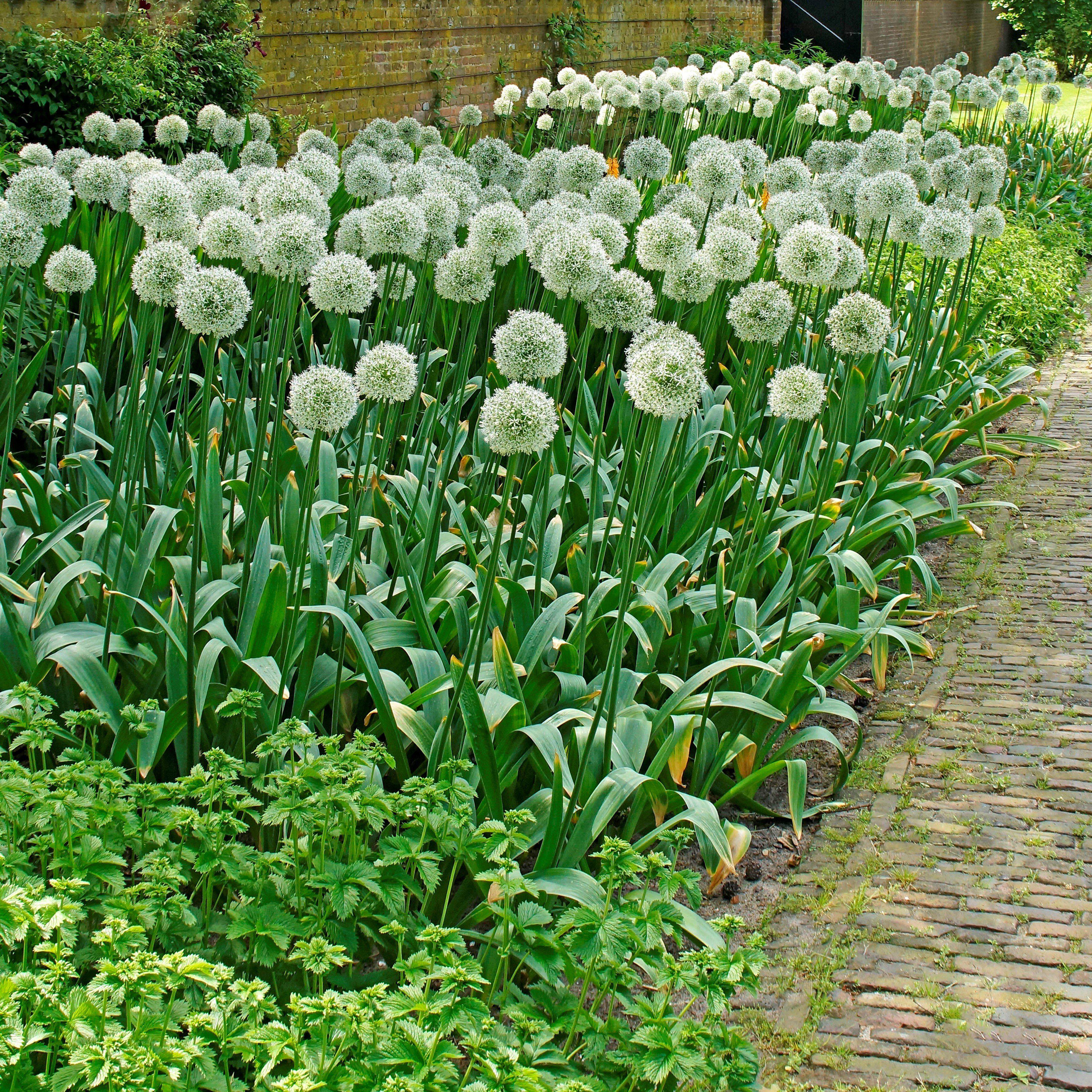Allium - Mount Everest