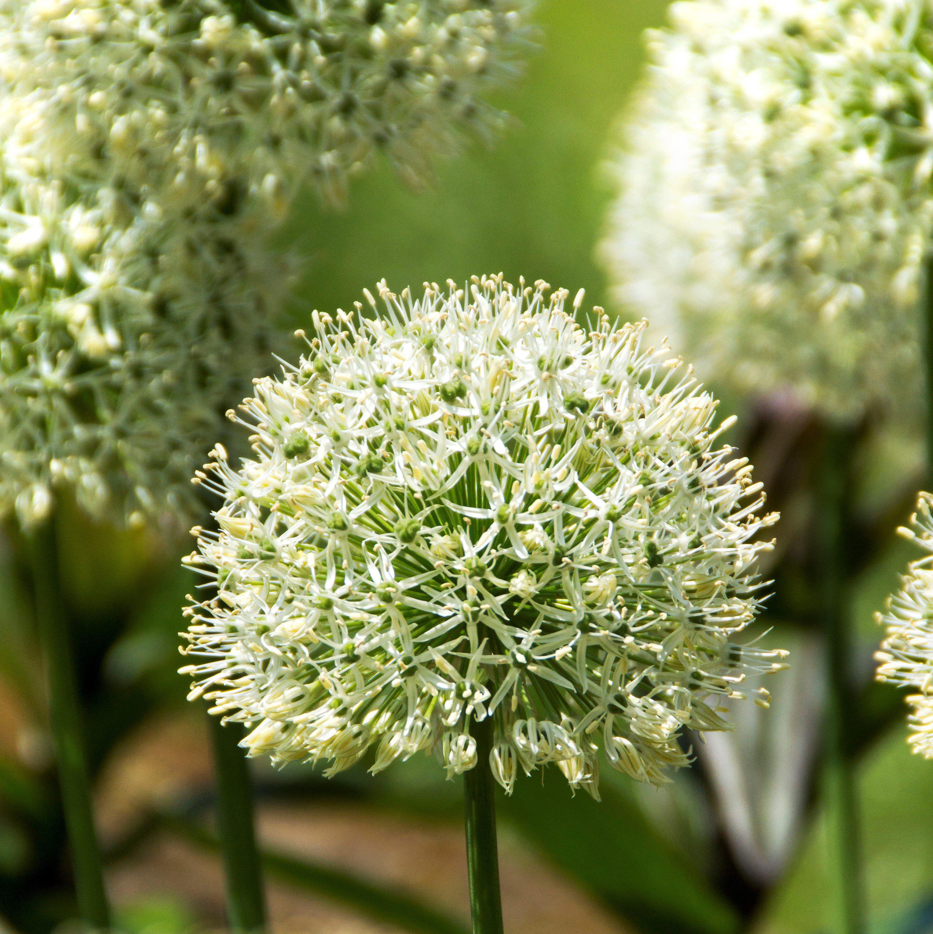 Allium - Mount Everest