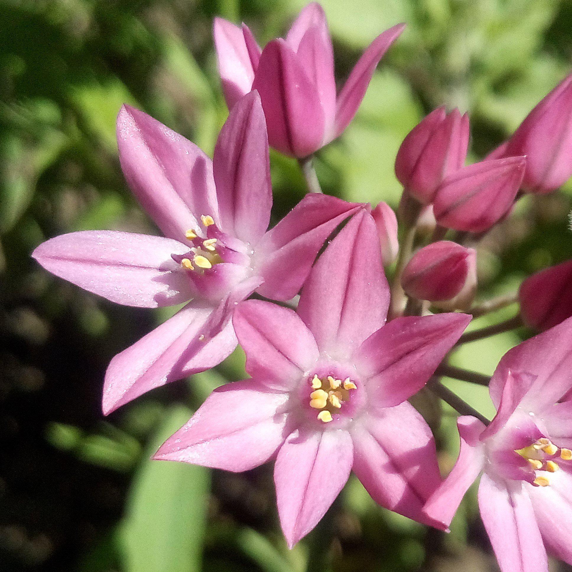 Allium - Oreophilum