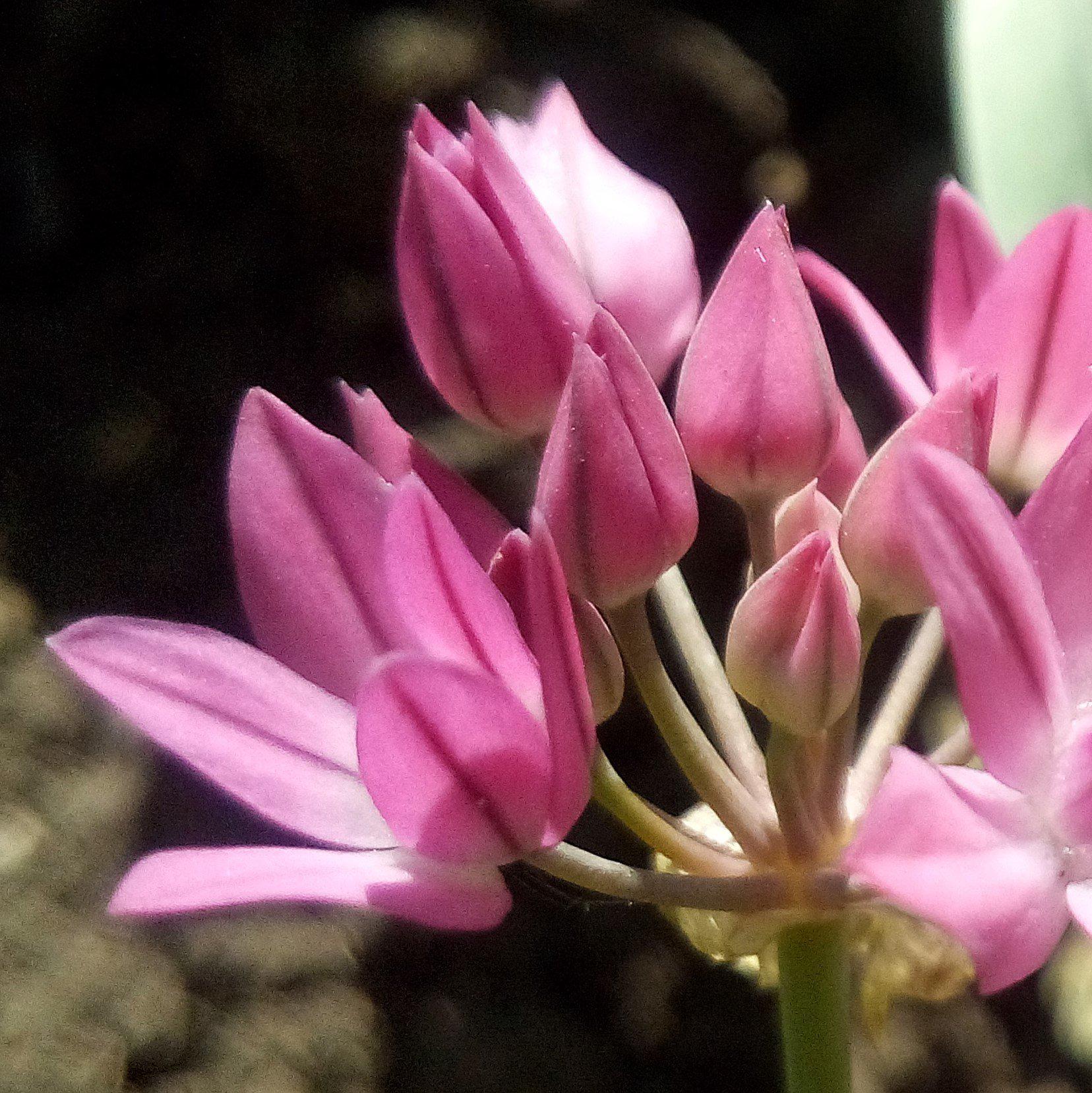 Allium - Oreophilum