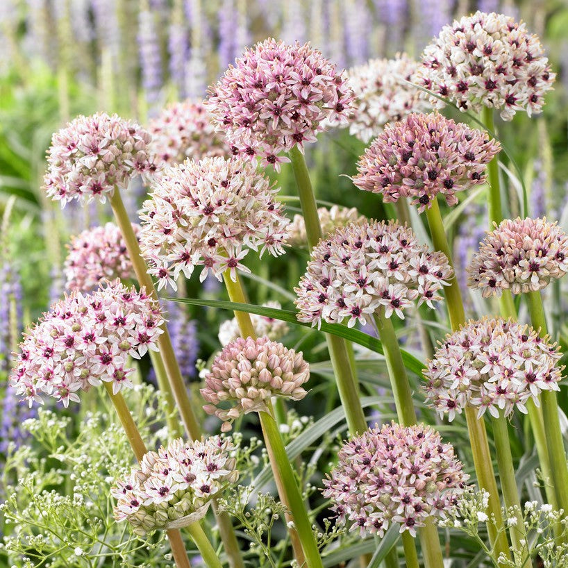 Allium - Silver Spring