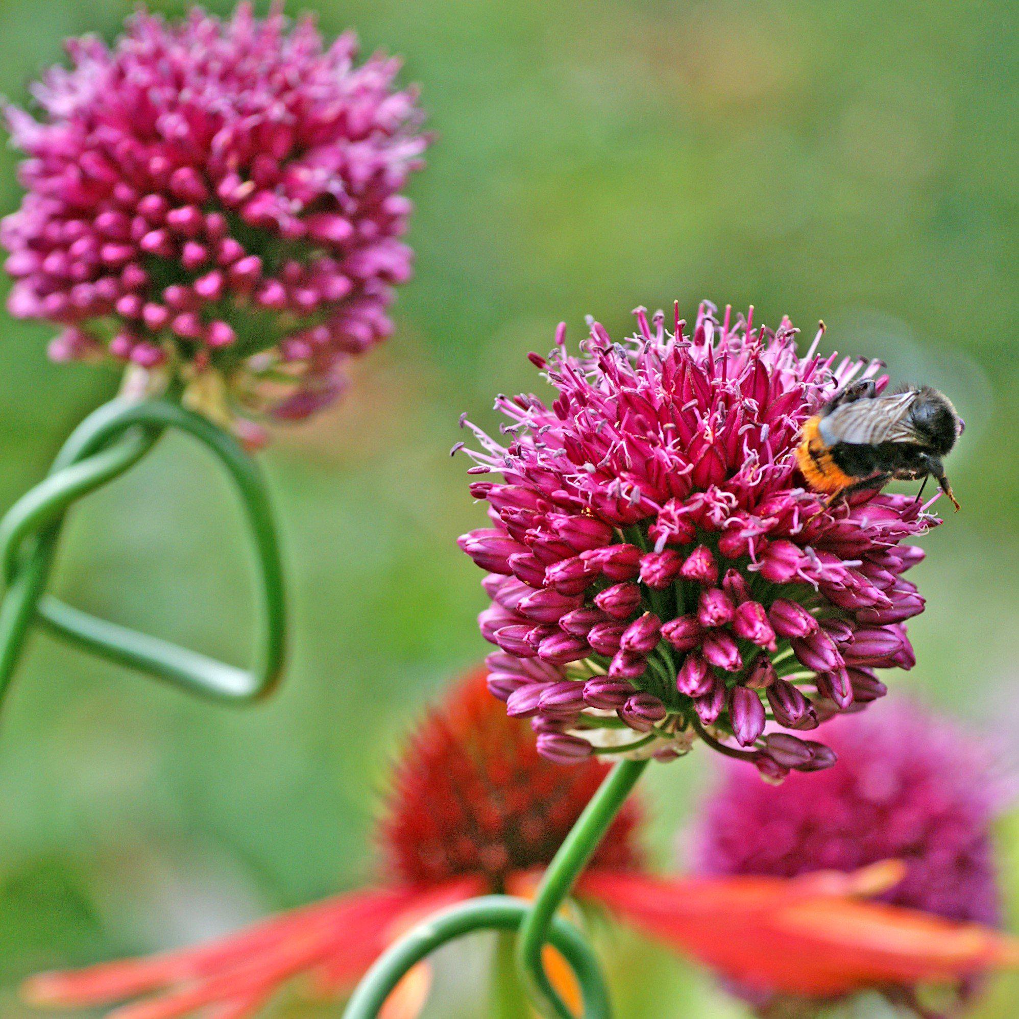 Allium - Sphaerocephalon Drumstick