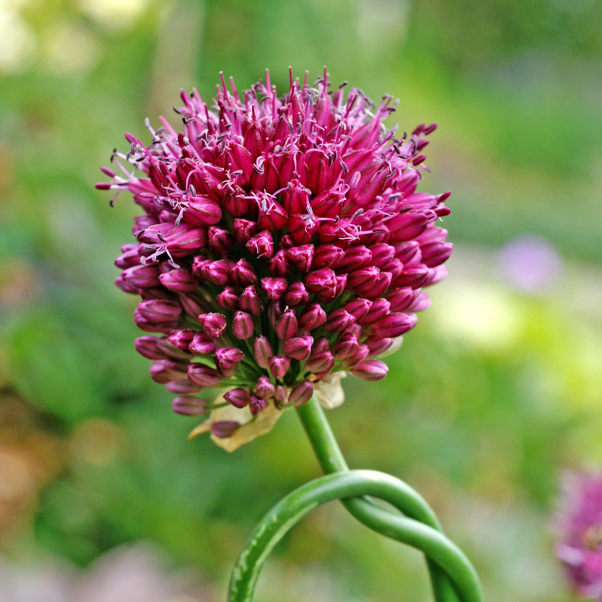 Allium - Sphaerocephalon Drumstick