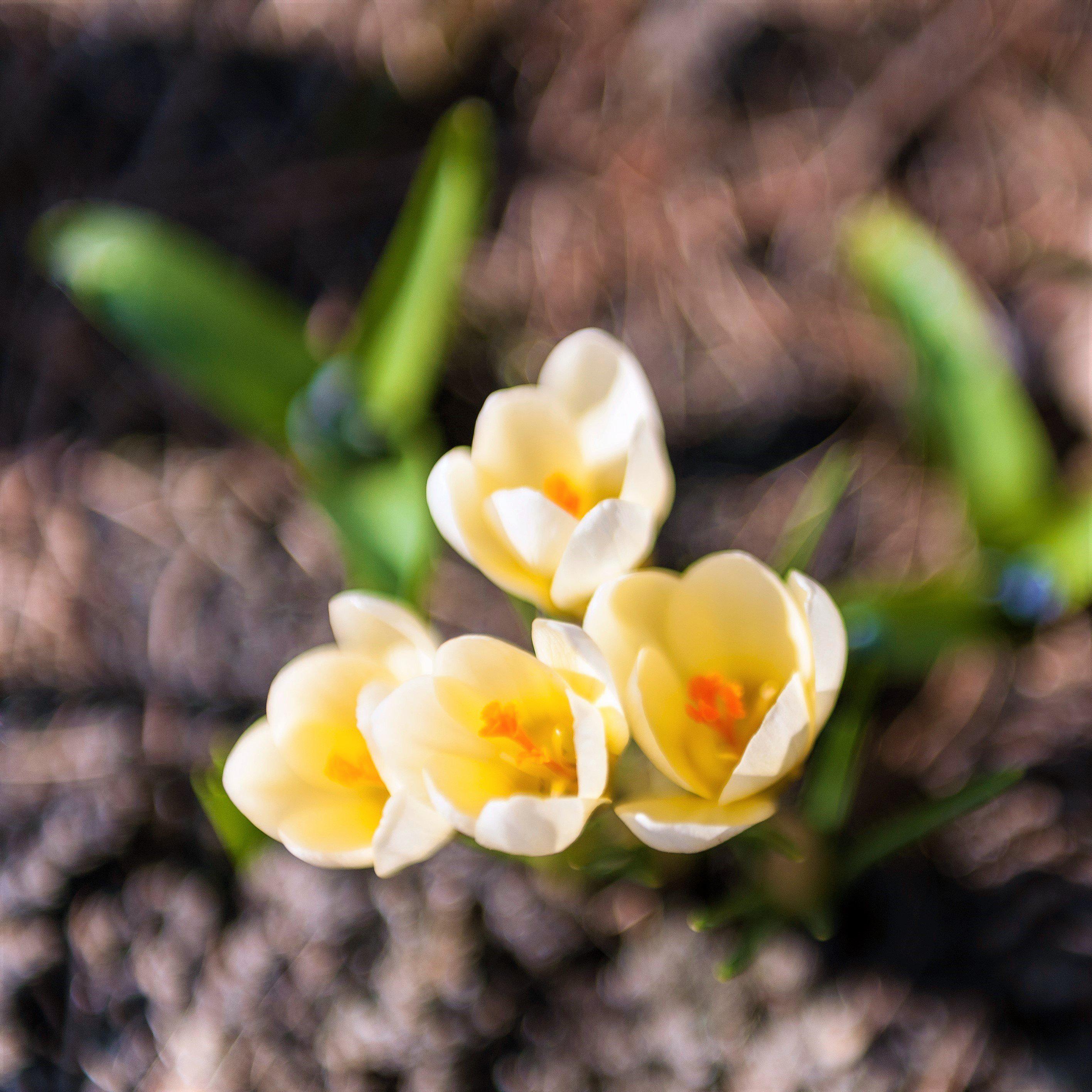 Crocus - Cream Beauty (Fragrant)