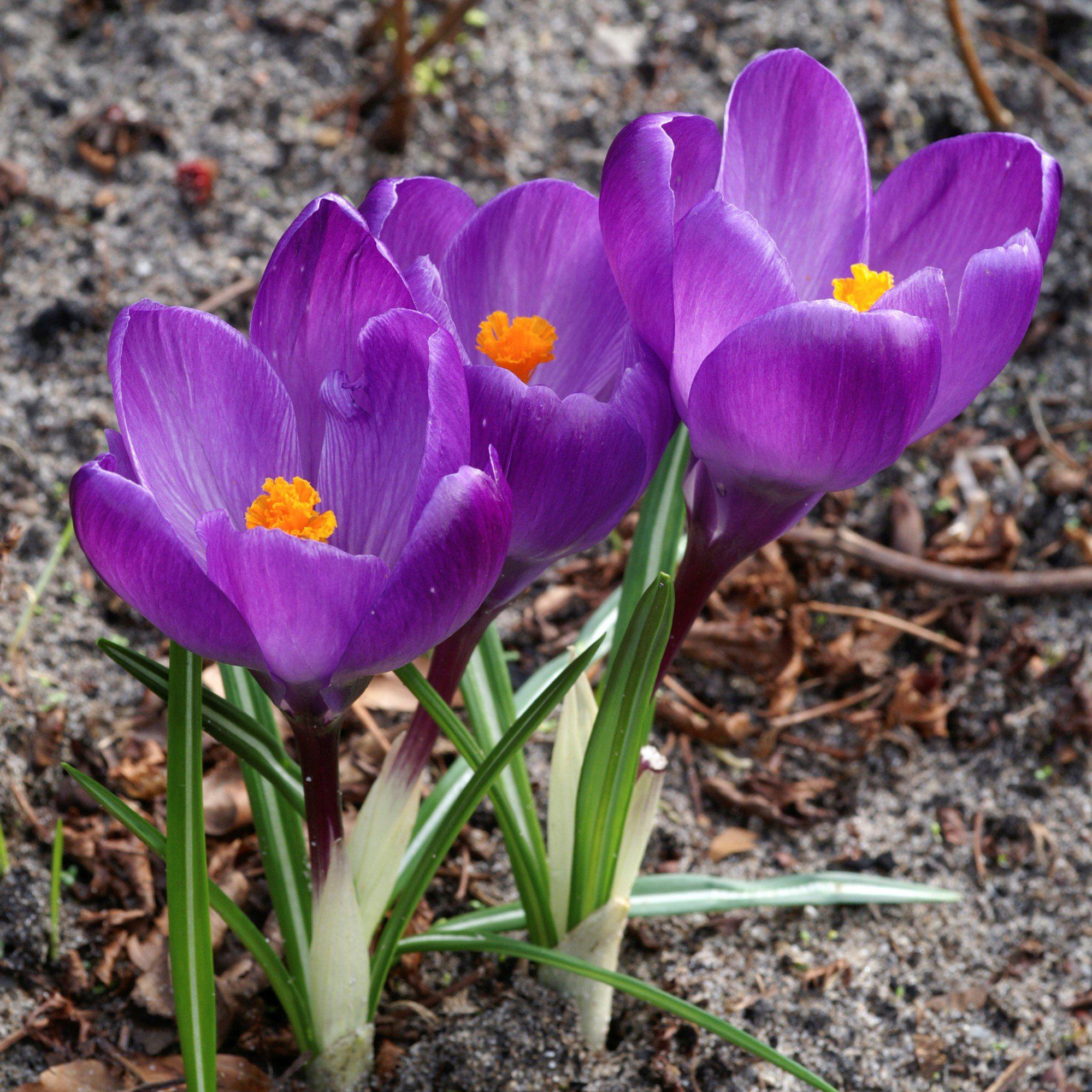 Crocus - Flower Record