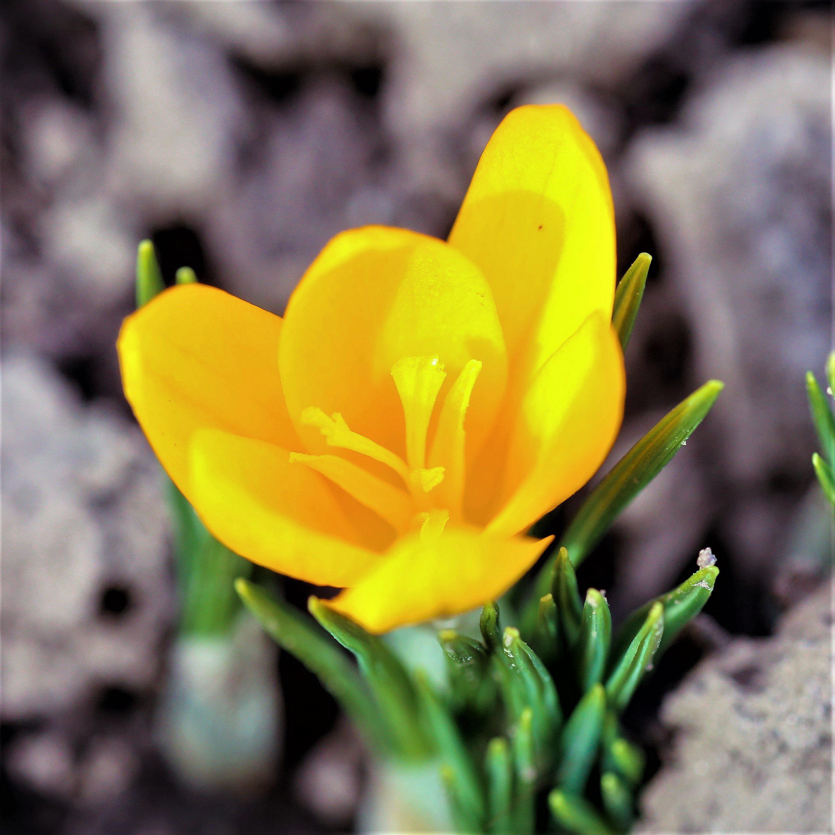 Crocus - Goldilocks