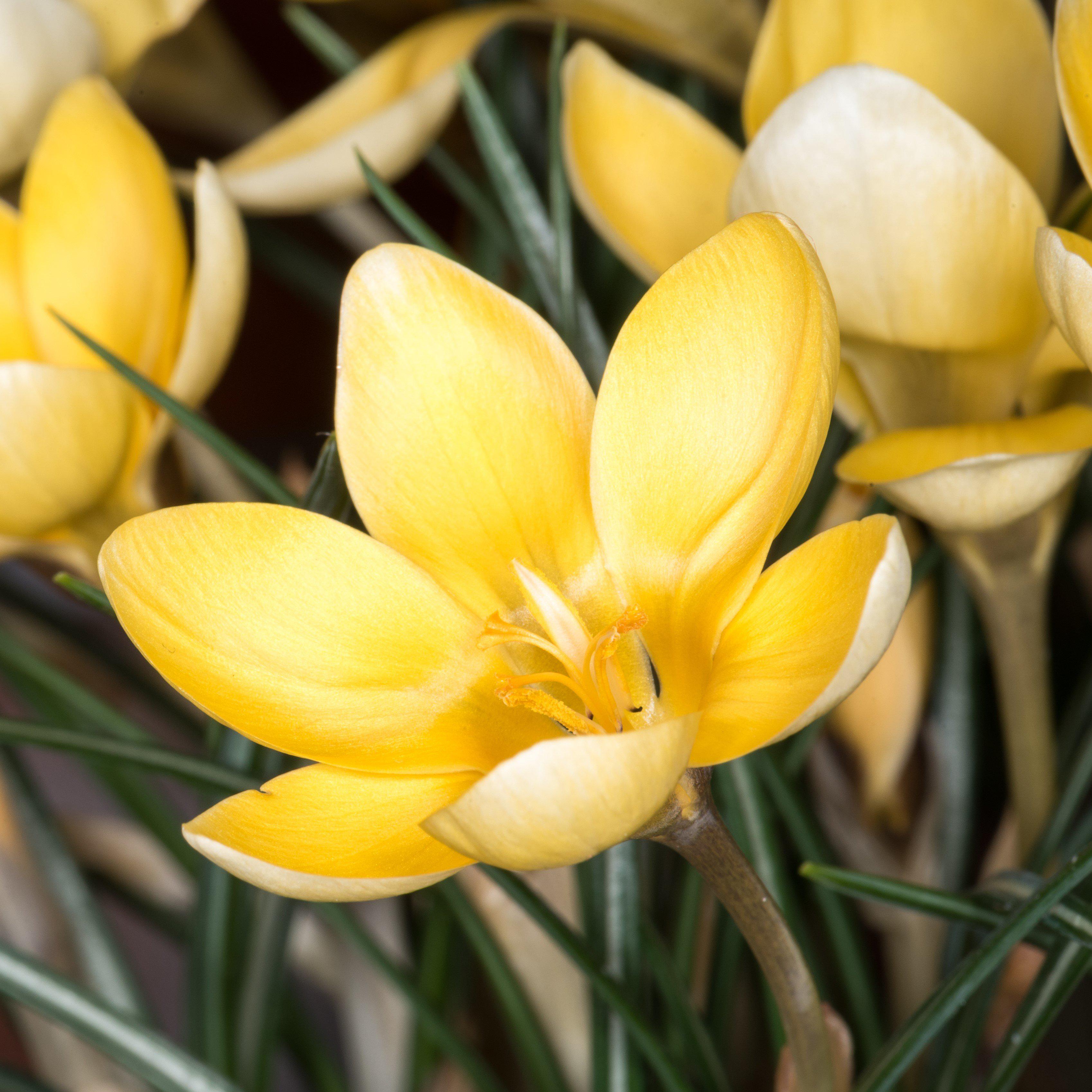 Crocus - Goldilocks