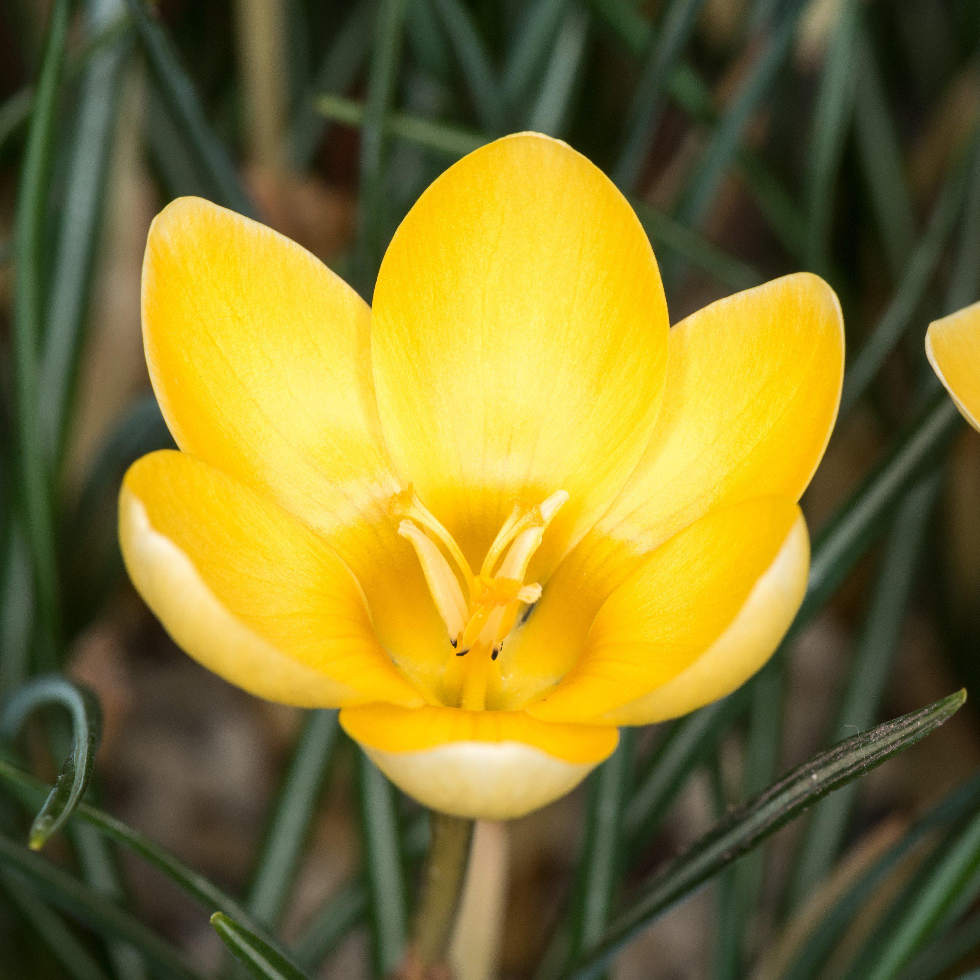 Crocus - Goldilocks