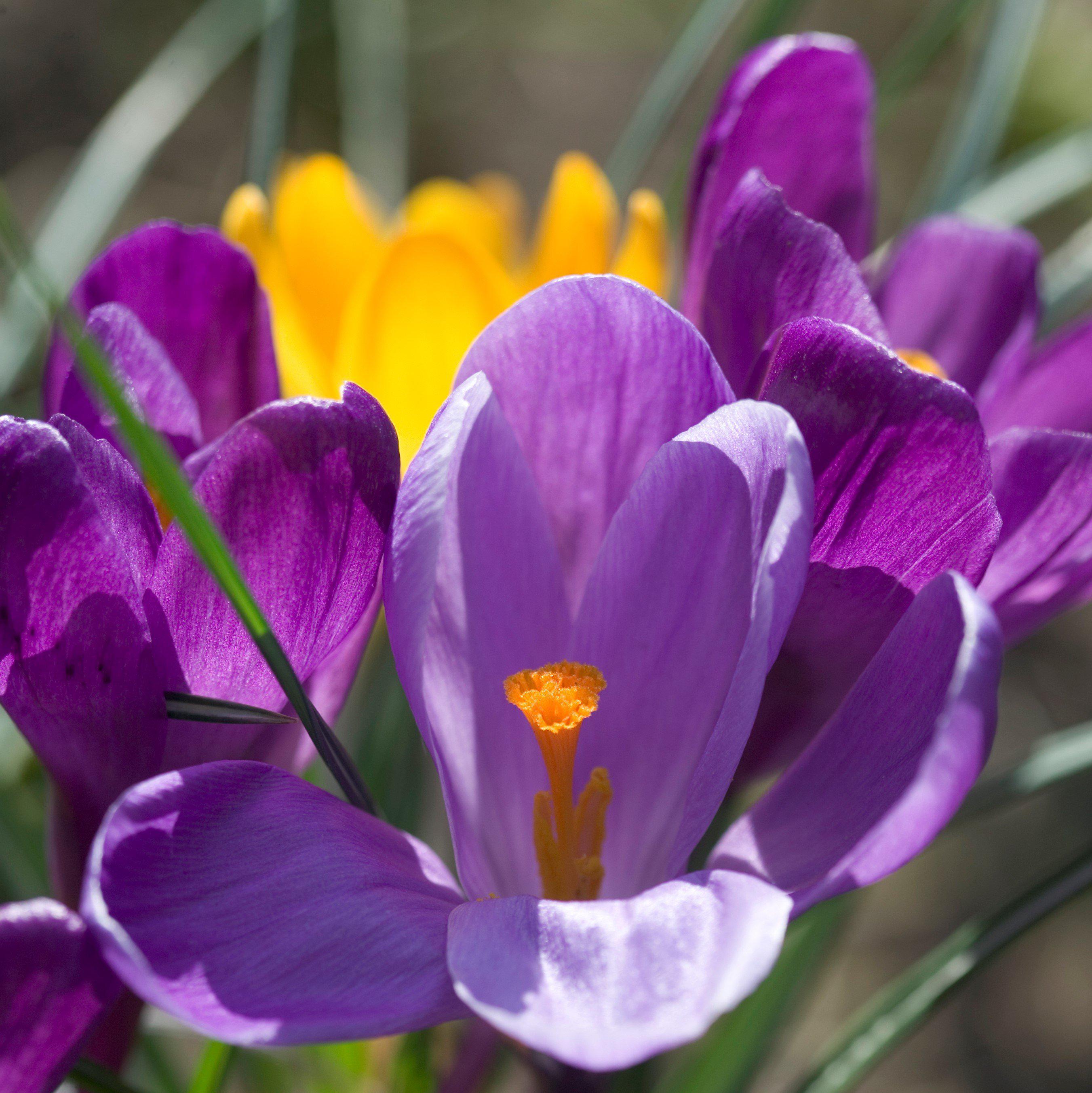 Crocus - Flower Record