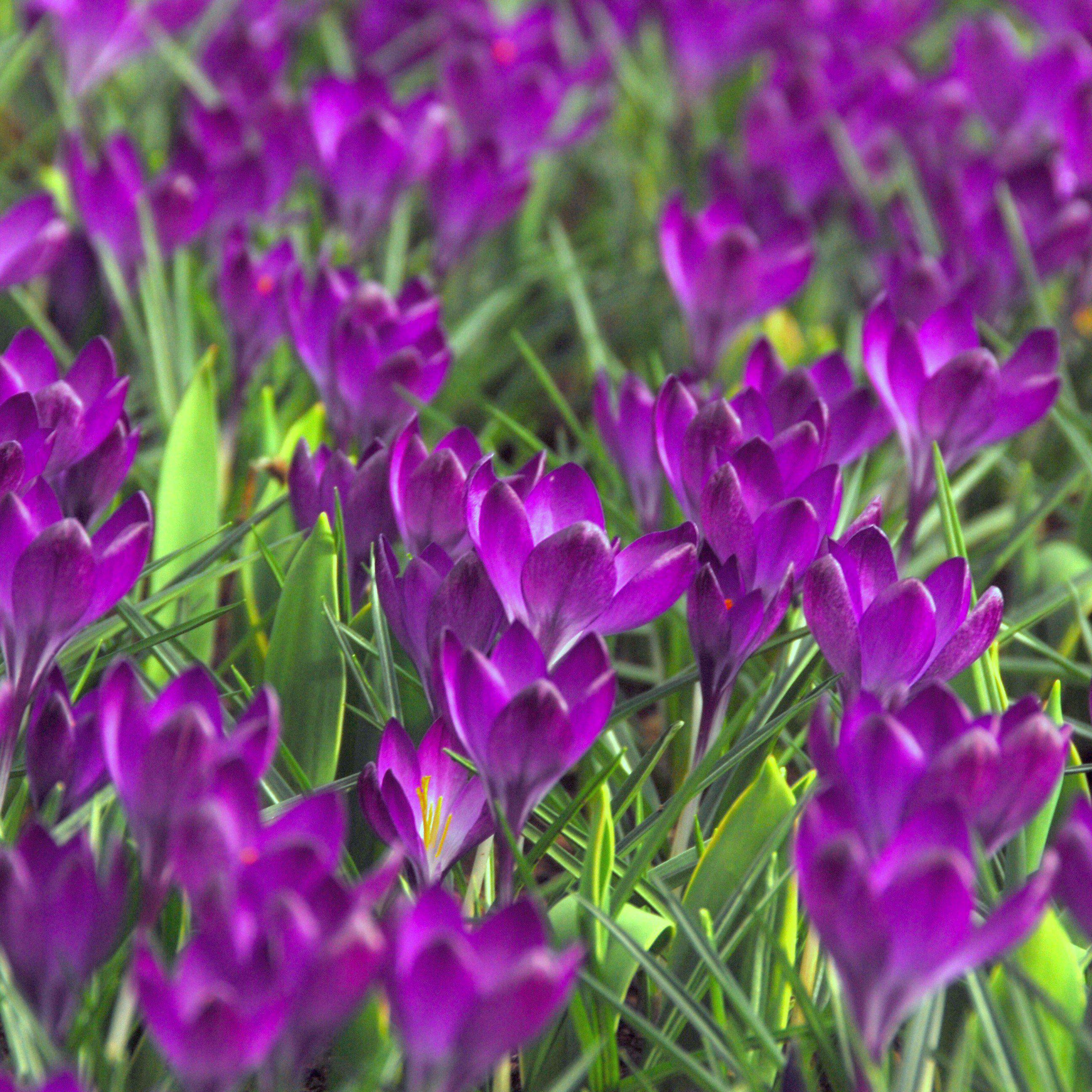 Crocus - Flower Record