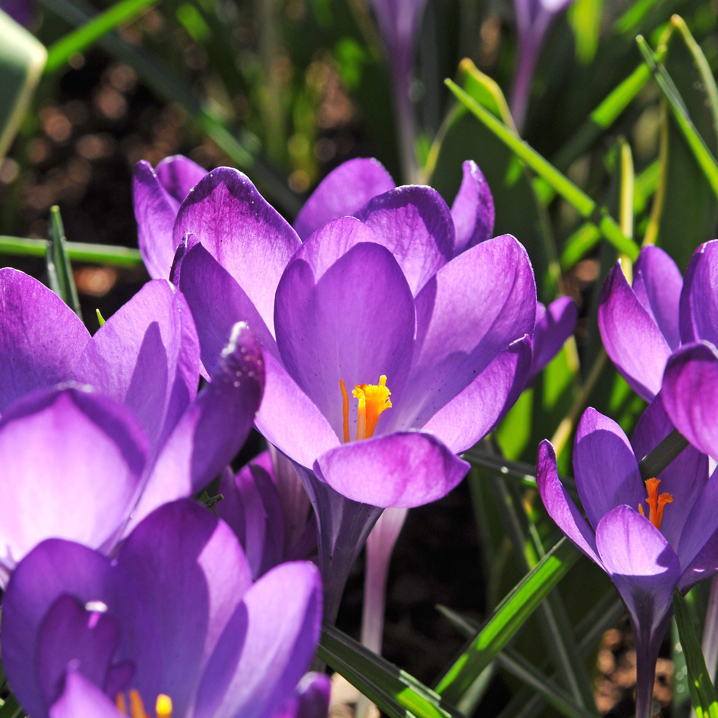 Crocus - Flower Record