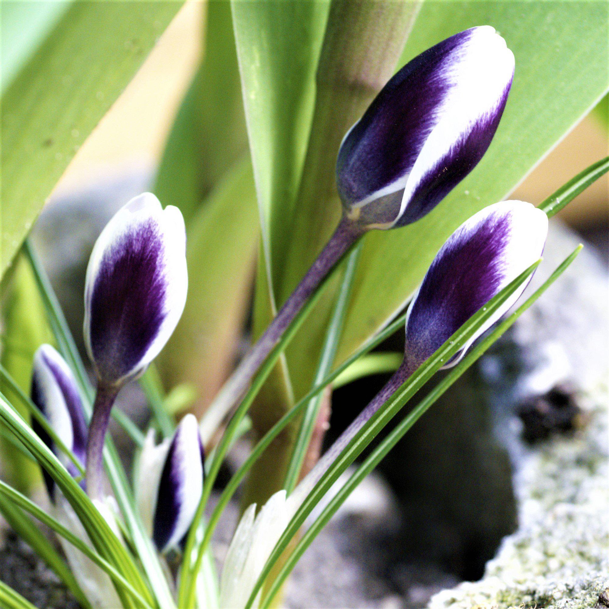 Crocus - Prins Claus