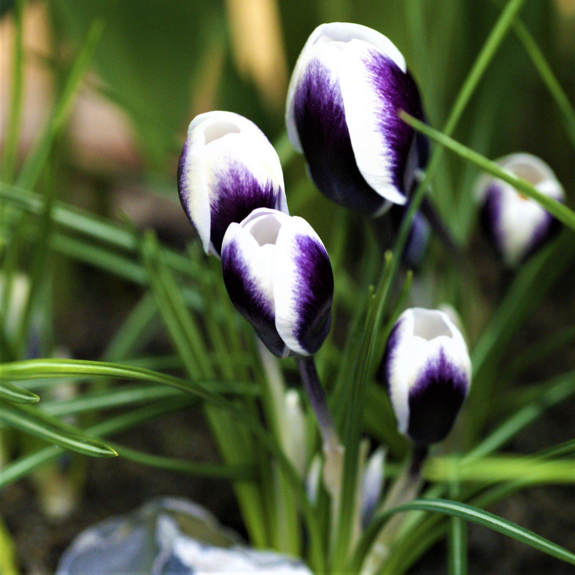 Crocus - Prins Claus