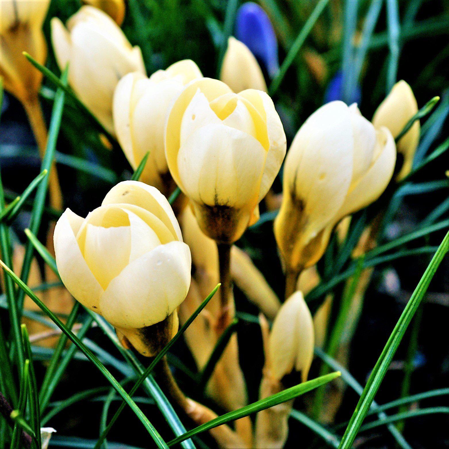 Crocus - Cream Beauty (Fragrant)