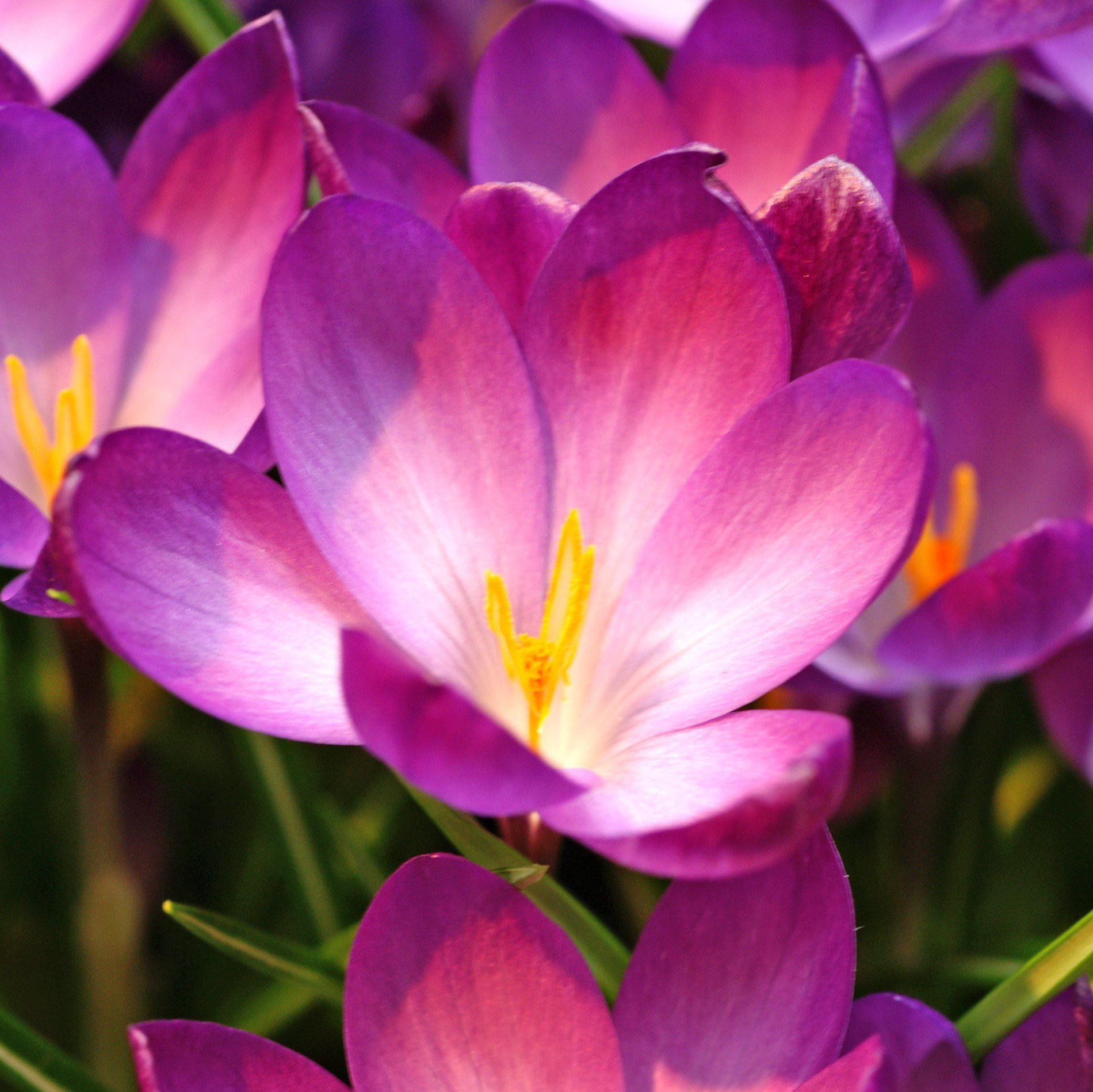 Crocus - Ruby Giant (Fragrant)