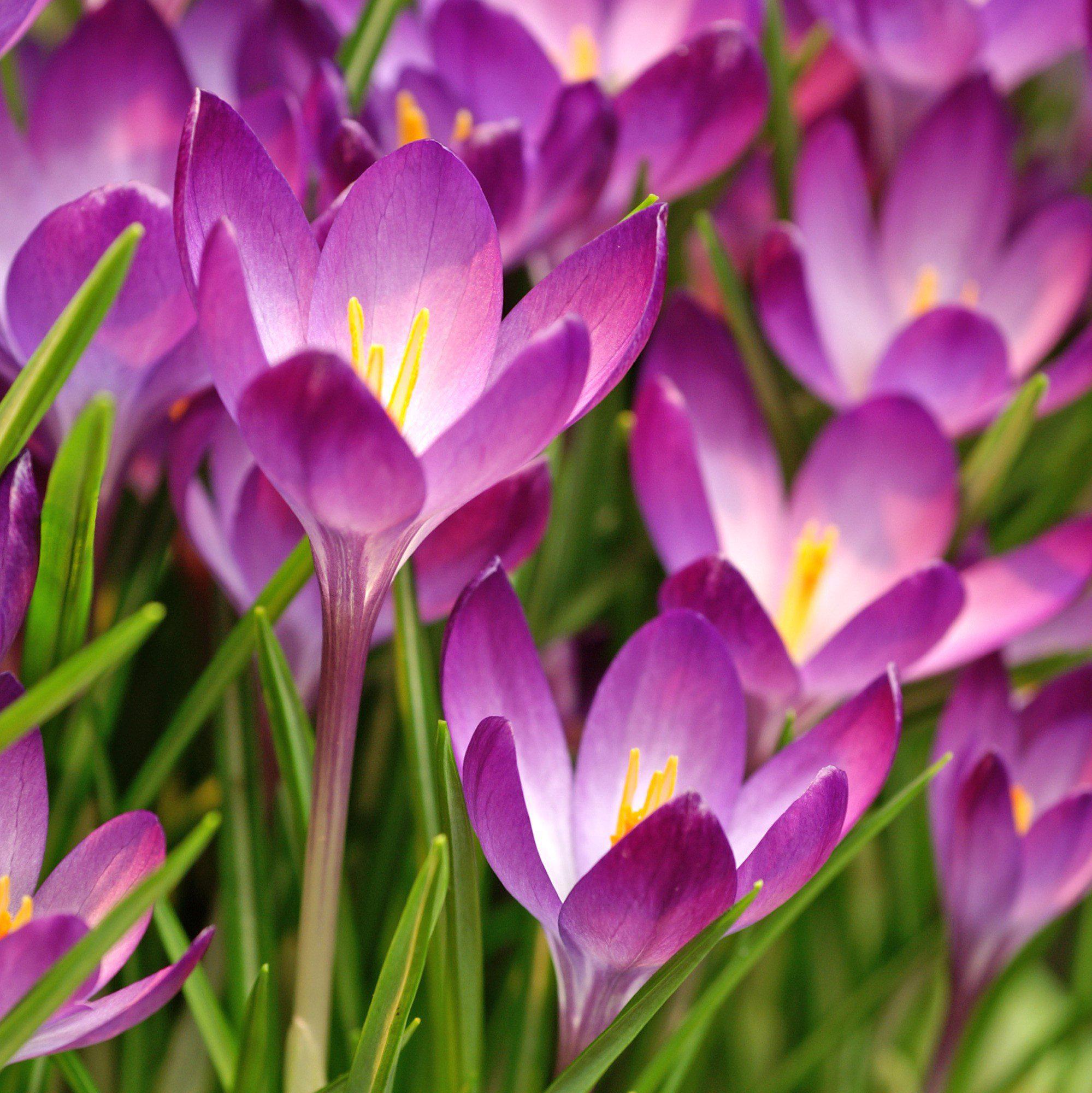 Crocus - Ruby Giant (Fragrant)