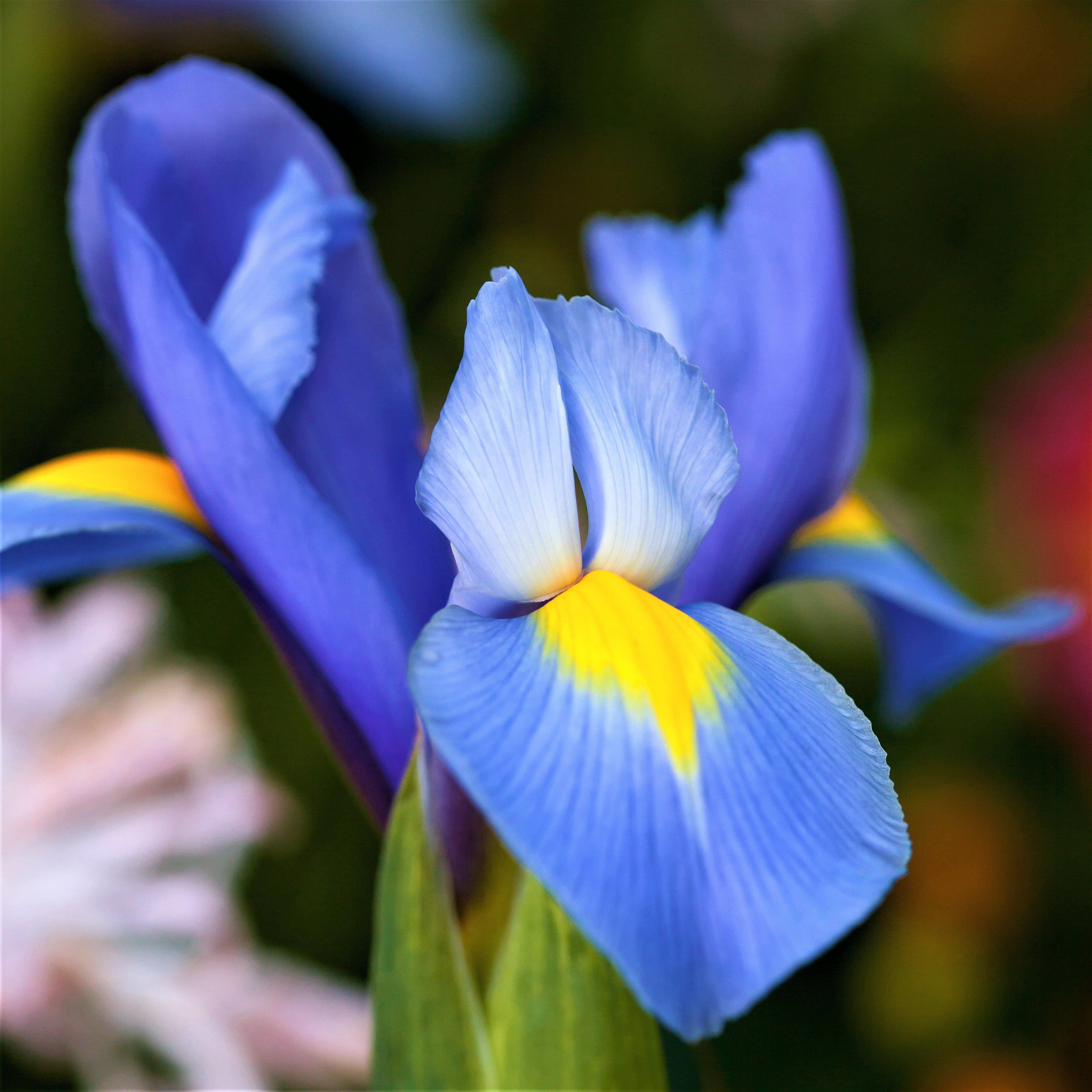 Dutch Iris - Spring Sparkle Mix