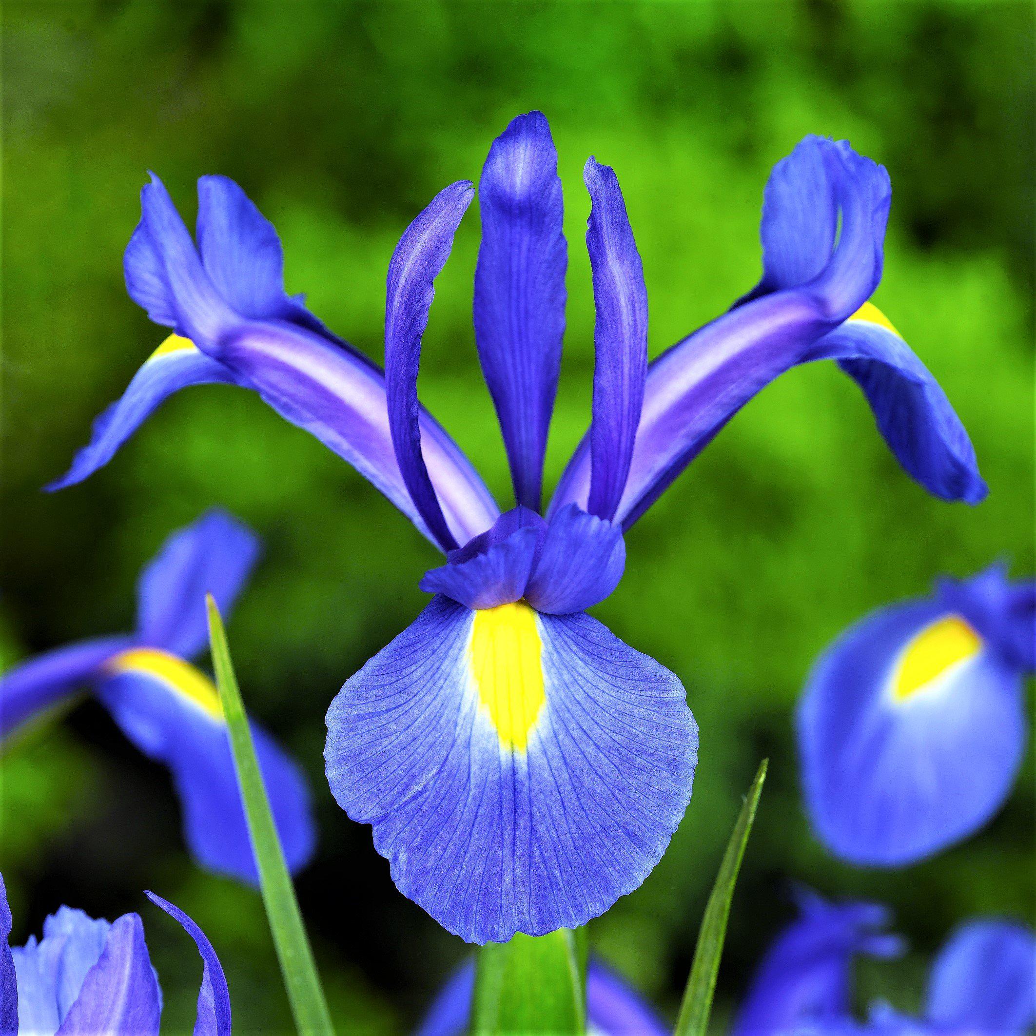 Dutch Iris - Blue Diamond