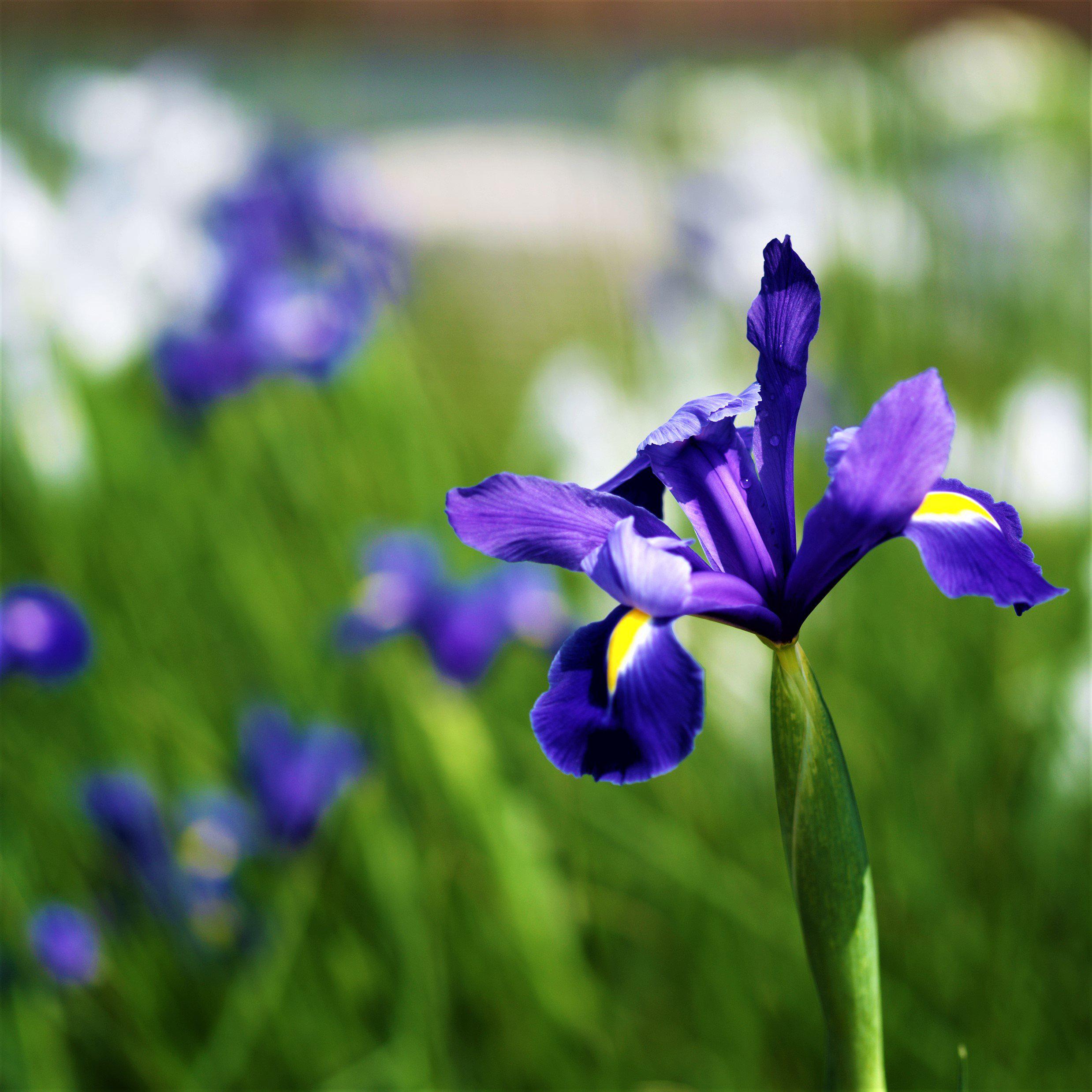Dutch Iris - Telstar