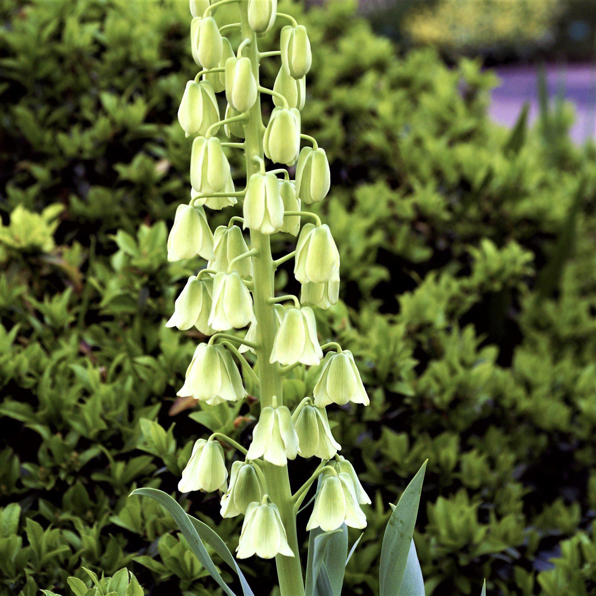 Fritillaria - Persica Alba