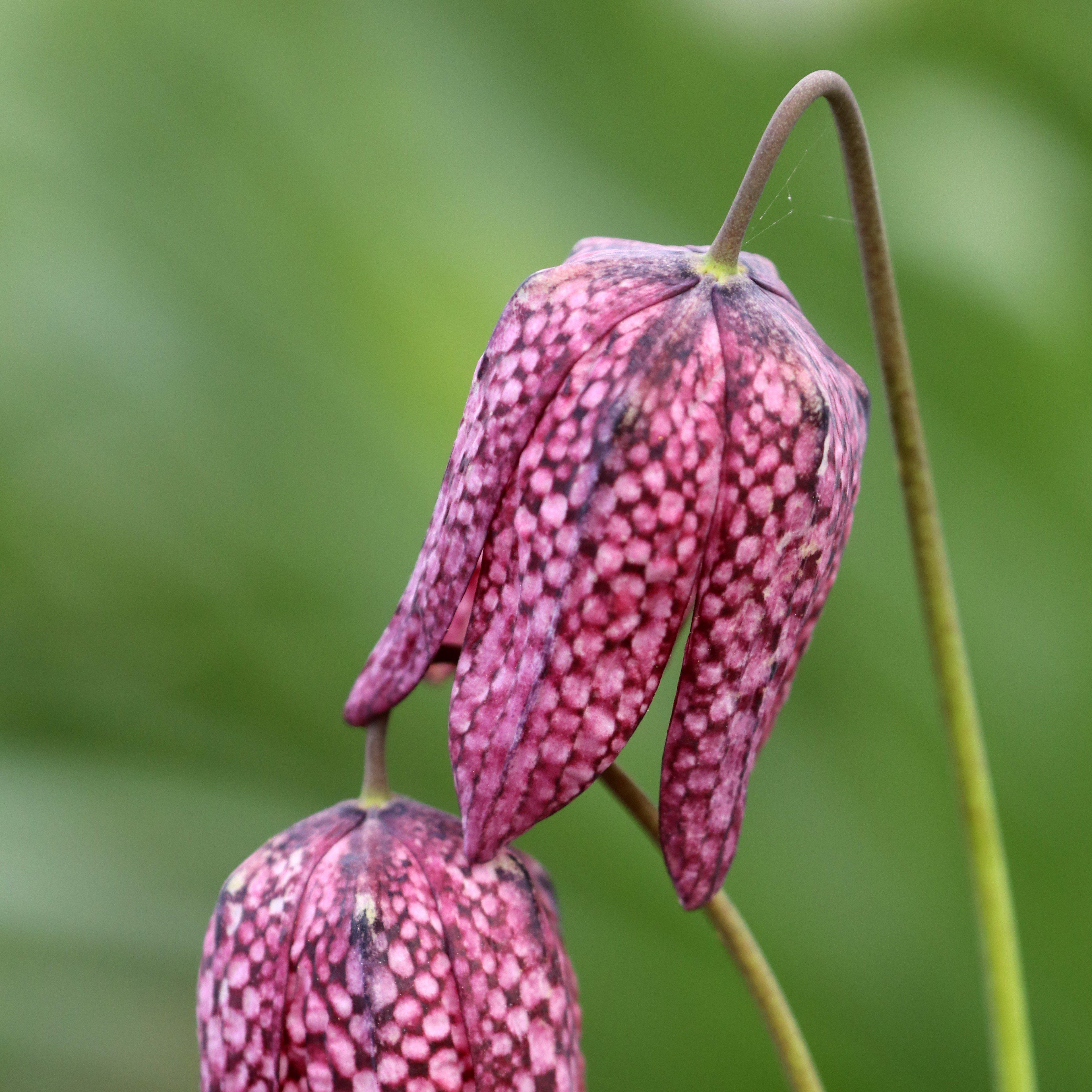 Fritillaria - Checkered Lily Meleagris