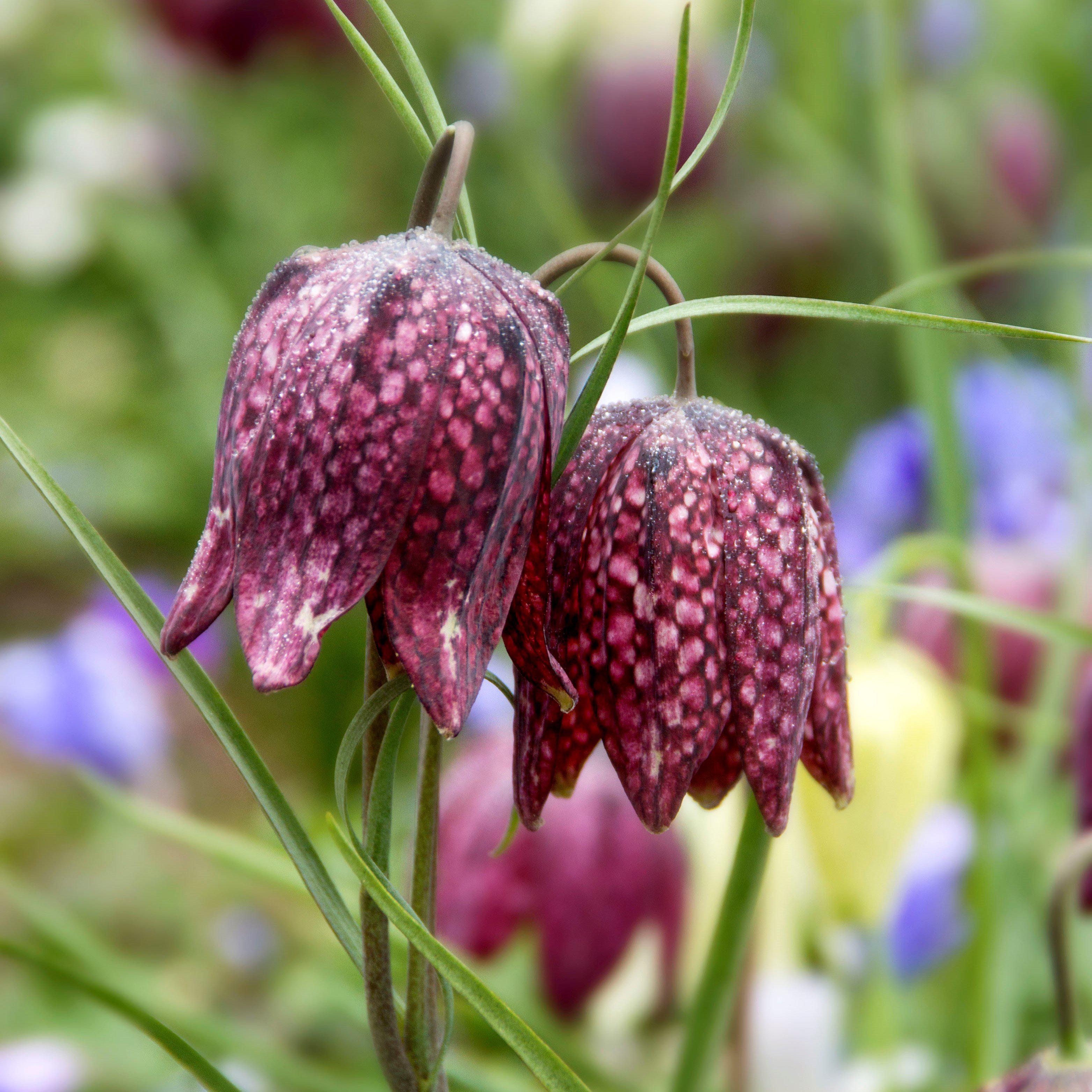 Fritillaria - Checkered Lily Meleagris