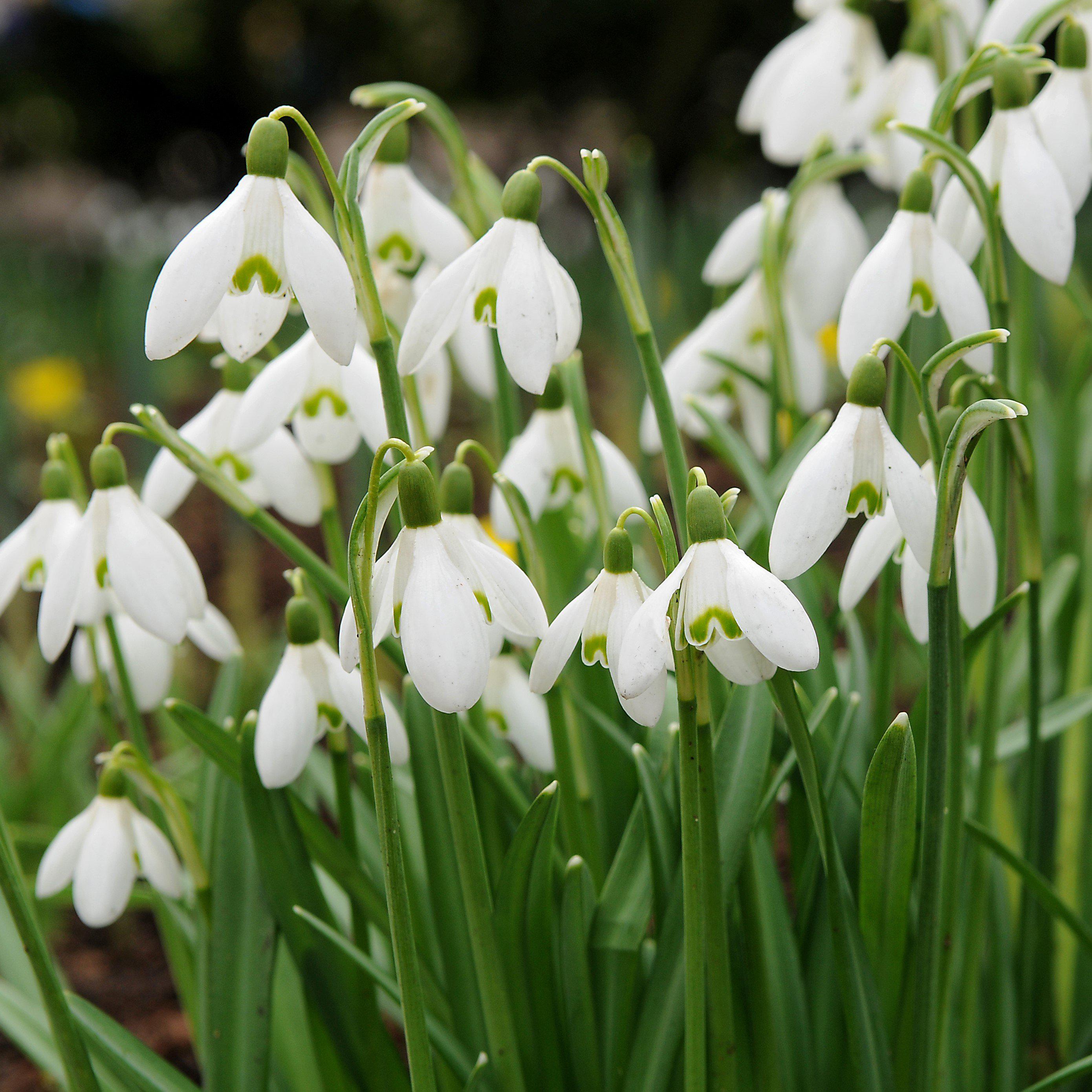 Galanthus - Common Snowdrop Nivalis