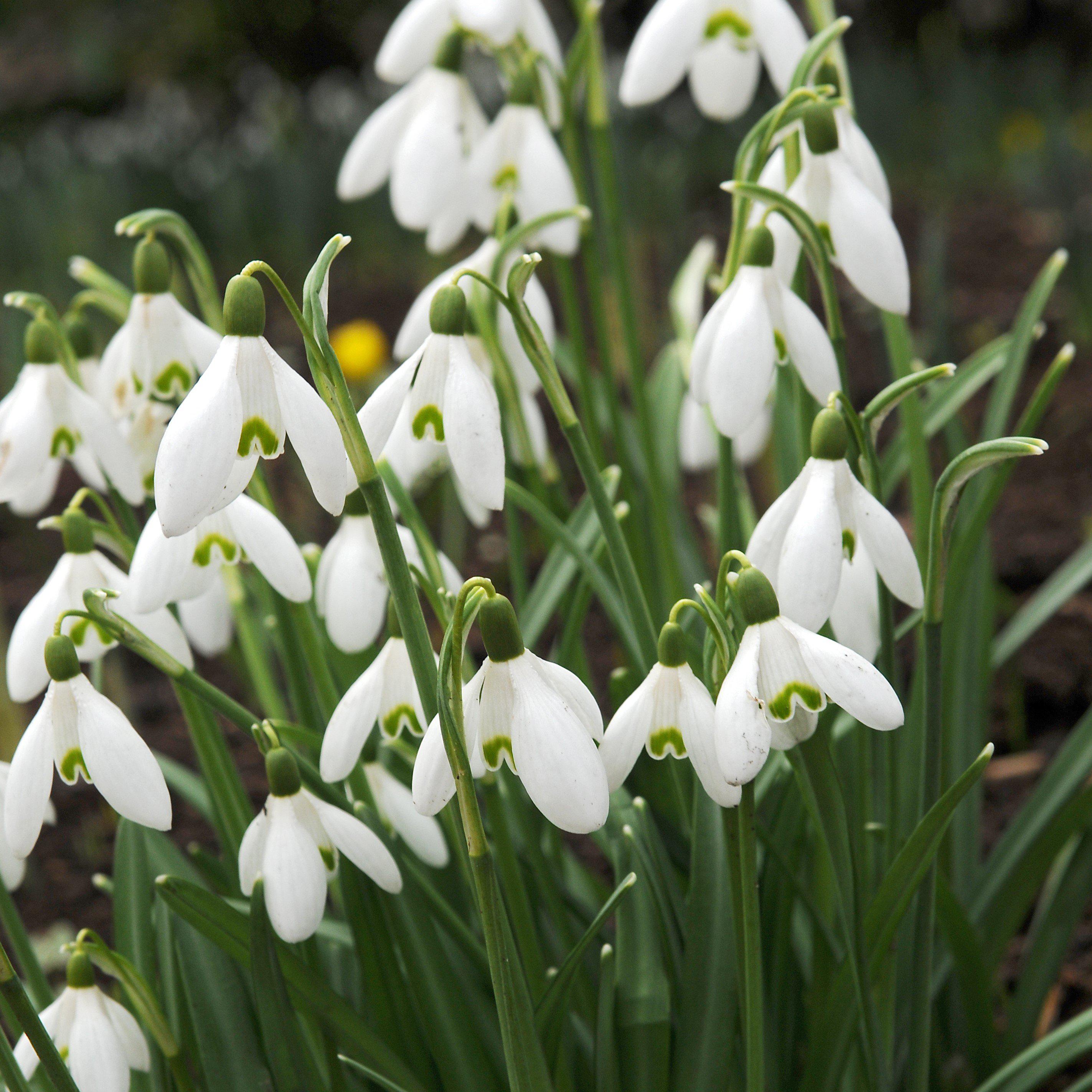 Galanthus - Common Snowdrop Nivalis