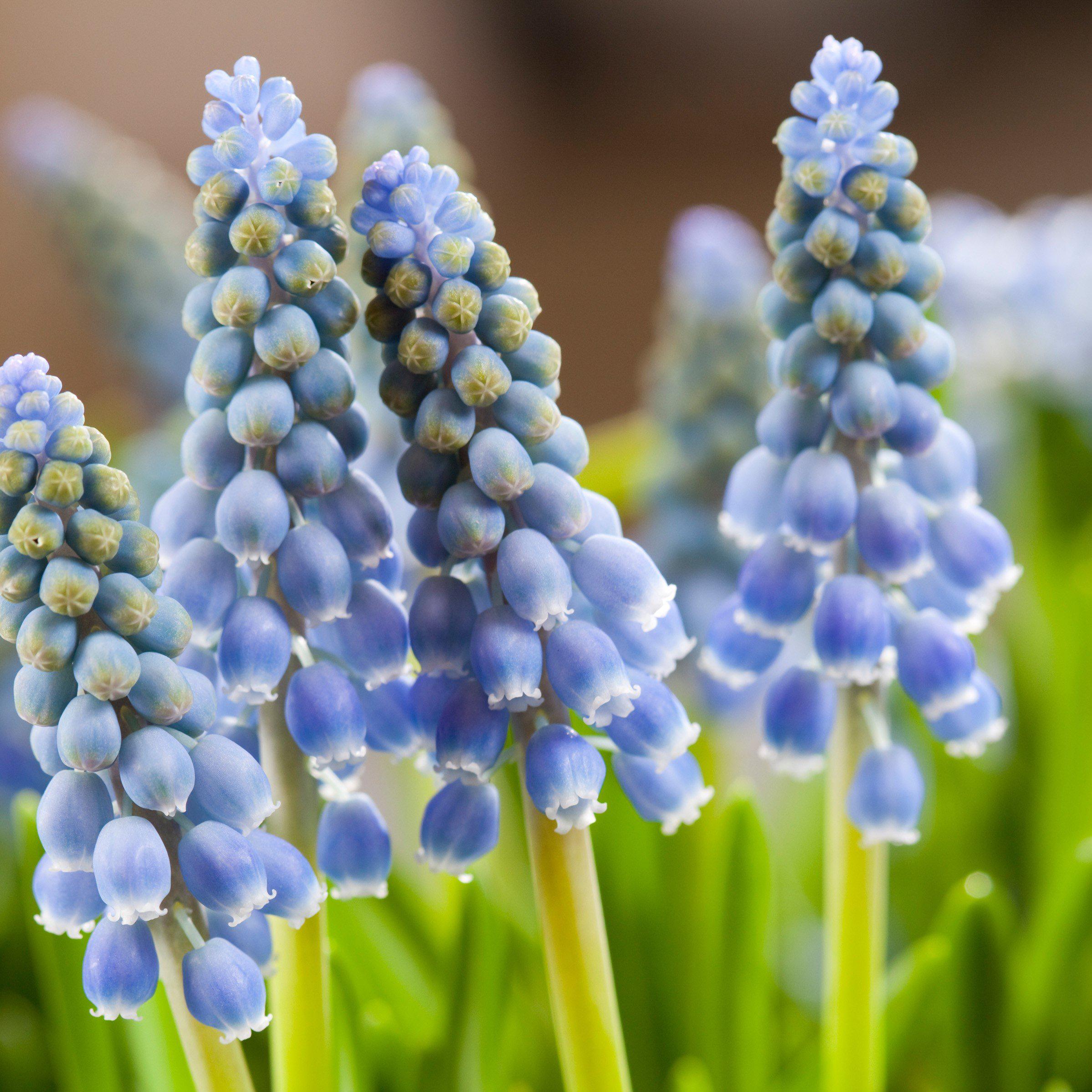 Muscari - Grape Hyacinth Blue