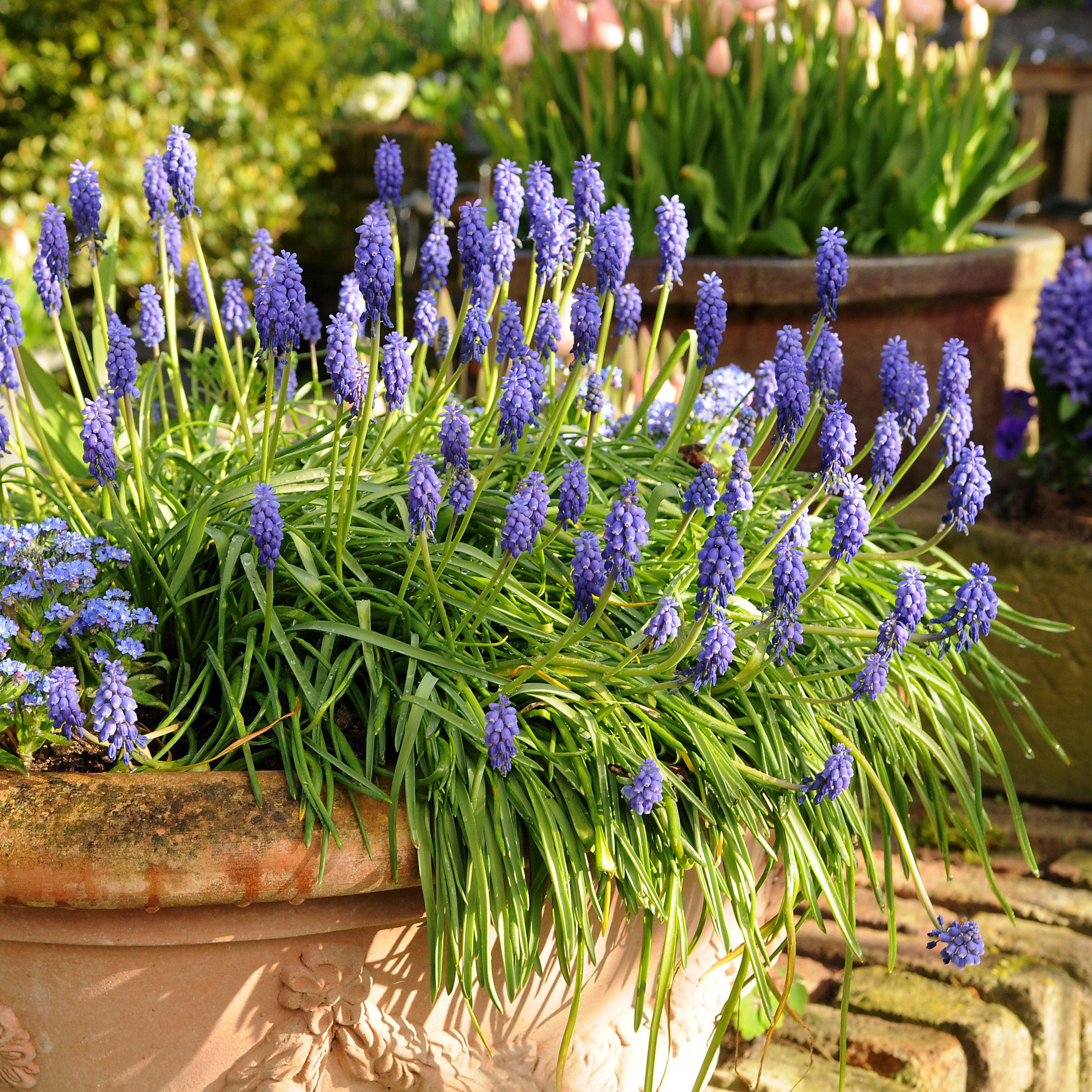 Muscari - Grape Hyacinth Blue