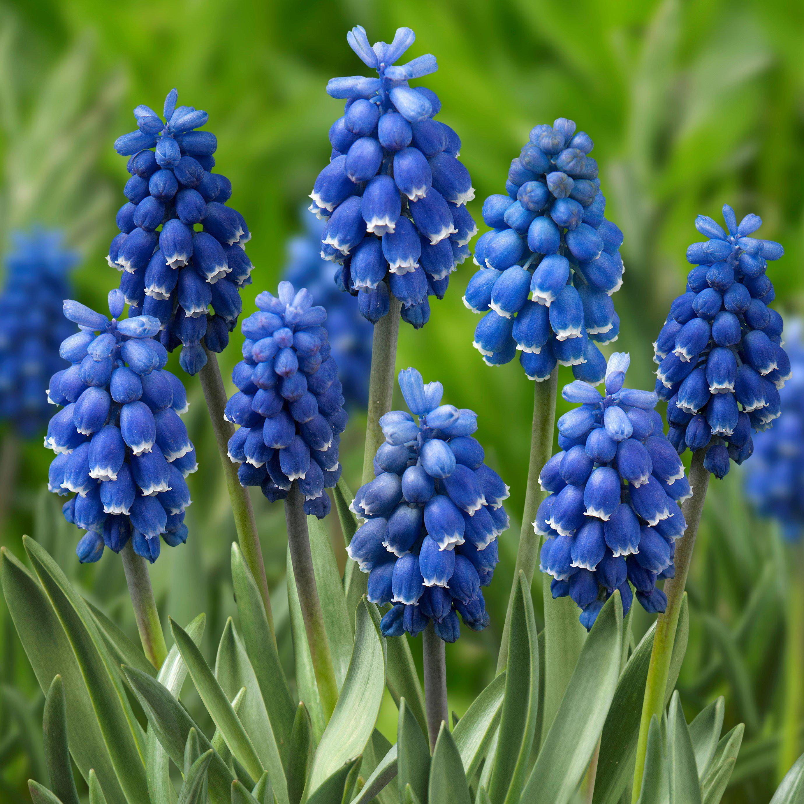 Muscari - Grape Hyacinth Skylight Mix