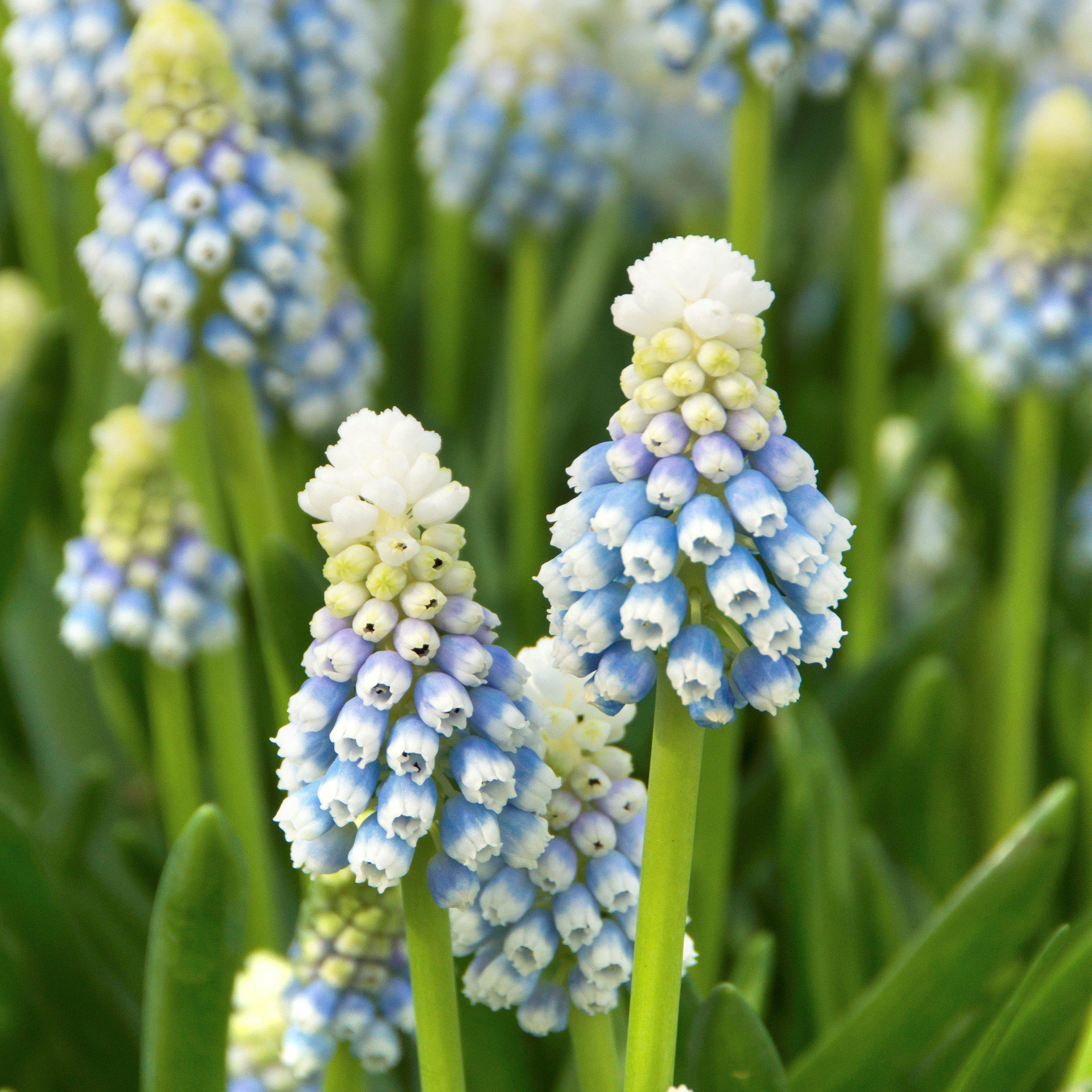 Muscari - Grape Hyacinth Mt. Lady