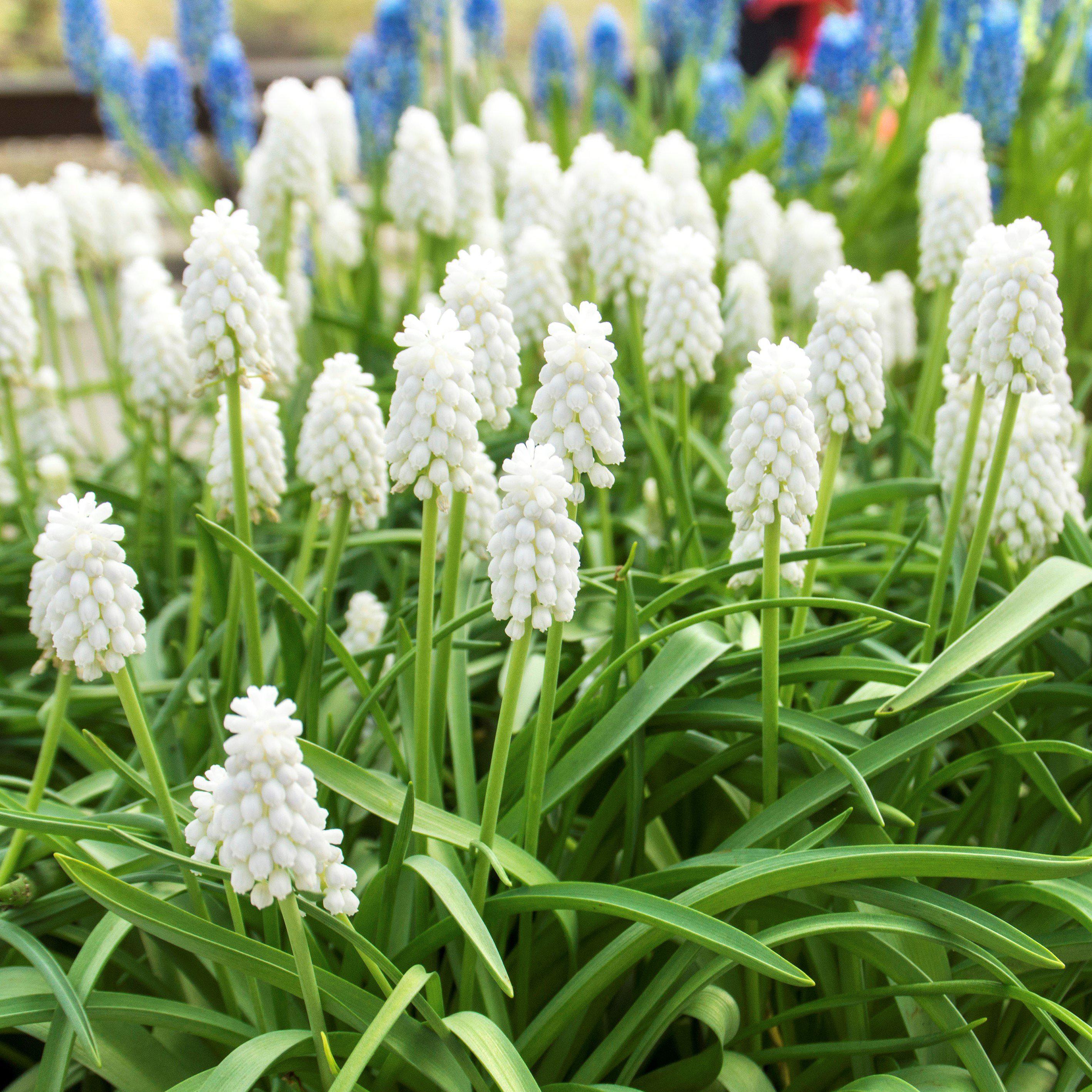 Muscari - Grape Hyacinth Siberian Tiger