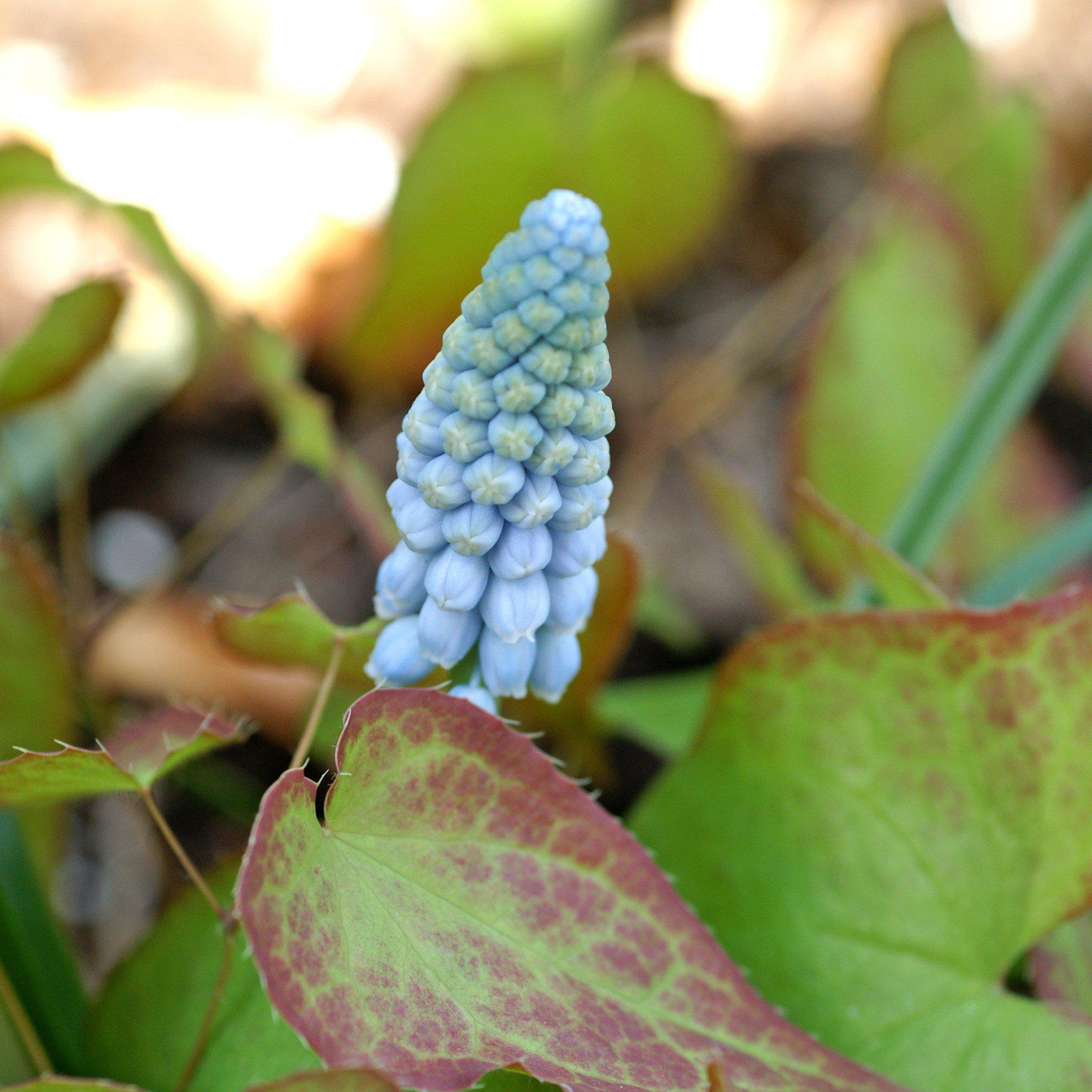 Muscari - Grape Hyacinth Valerie Finnis