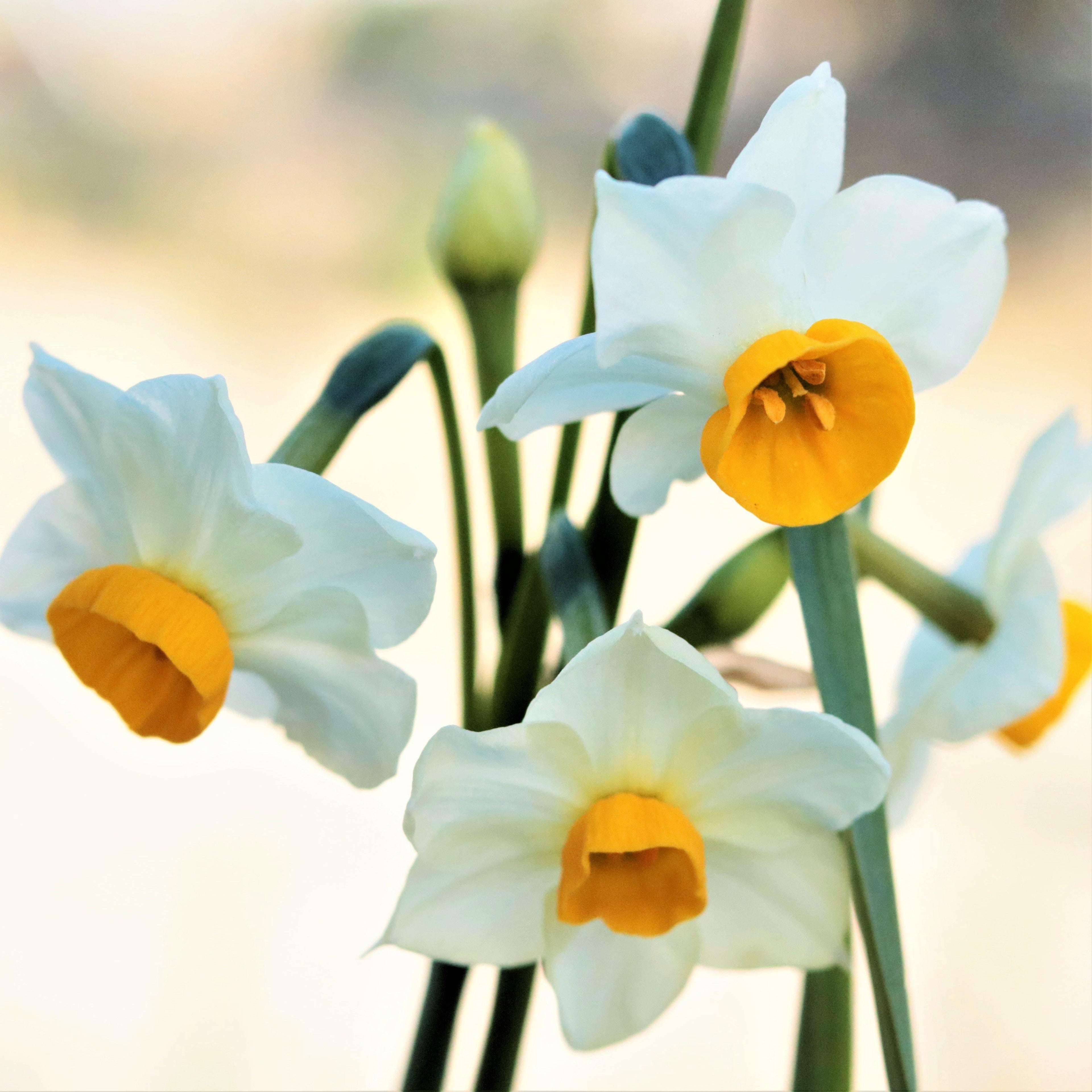 Narcissus - Daffodil Chinese Sacred Lily