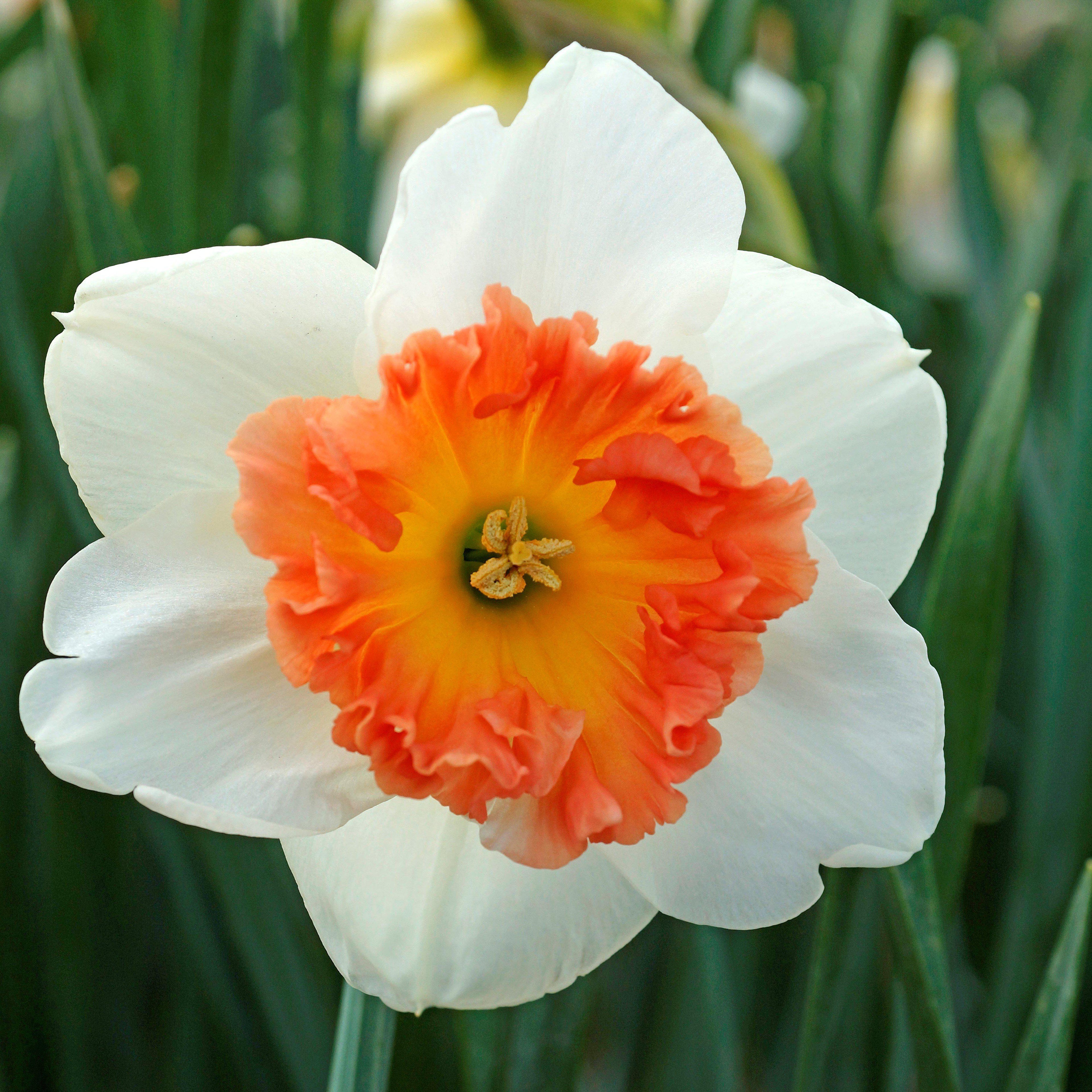 Narcissus - Daffodil Precocious